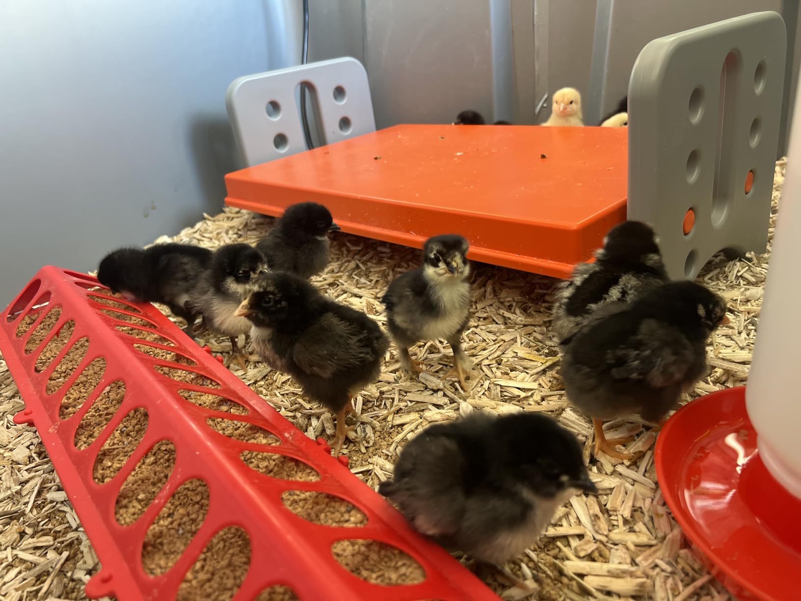 K&H Pet Products Chicken Brooder Heater for Chicks Ducklings, Adjustable Heating Plate for Brooder Boxes, Warms up to 30 Chicks, Chicken Coop Poultry Heating with Safety Light, Large 40 Watts customer photo 1
