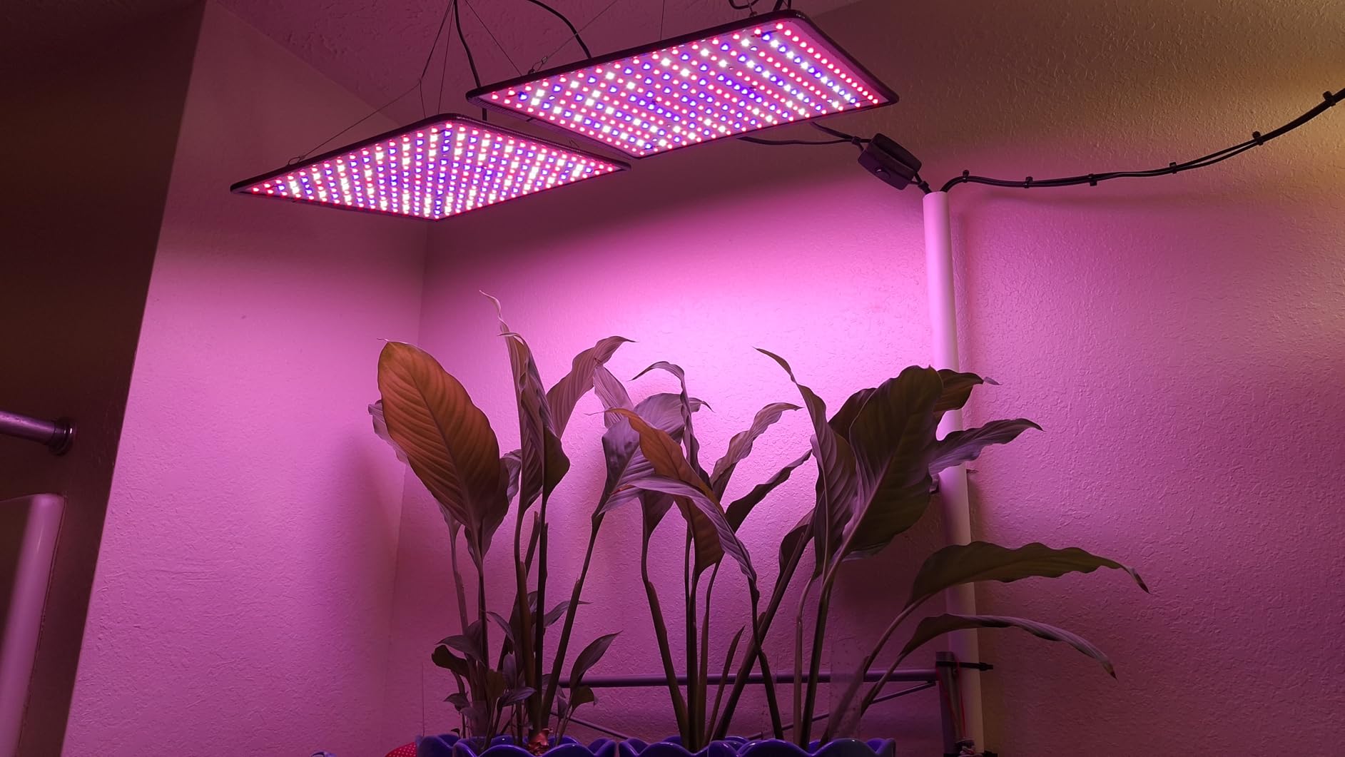 2 Pack LED Grow Light Panel Full Spectrum Lamp for Indoor Plants | with White Blue Red UV IR LEDs for 4x4ft Coverage Grow Tent Greenhouse Veg and Bloom Seedlings Hydroponics customer photo 1