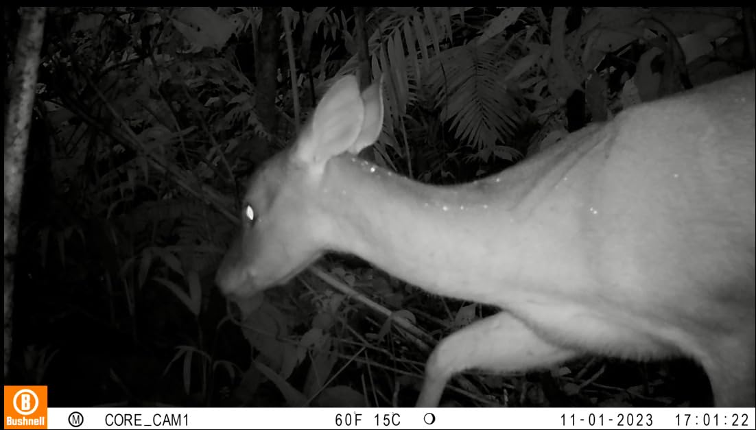 Bushnell No Glow Trail Camera CORE S-4K | 4K Video, 1.5