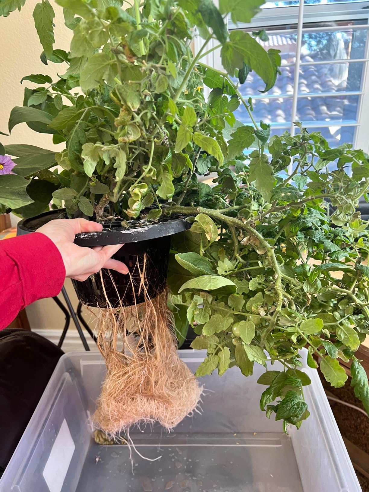 VIVOSUN DWC Hydroponics Grow System with Top Drip Kit, 5-Gallon Deep Water Culture, Recirculating Drip Garden System with Multi-Purpose Air Hose, Air Pump, and Air Stone (4 Buckets + Top Drip Kit) customer photo 1