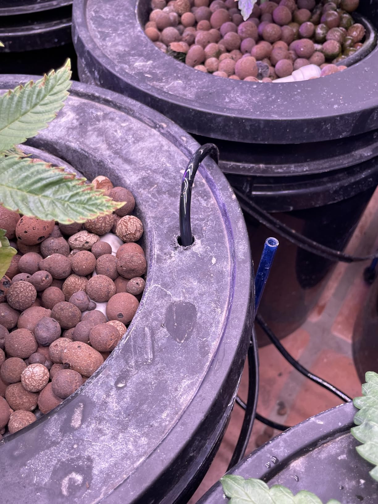 VIVOSUN DWC Hydroponics Grow System with Top Drip Kit, 5-Gallon Deep Water Culture, Recirculating Drip Garden System with Multi-Purpose Air Hose, Air Pump, and Air Stone (4 Buckets + Top Drip Kit) customer photo 2
