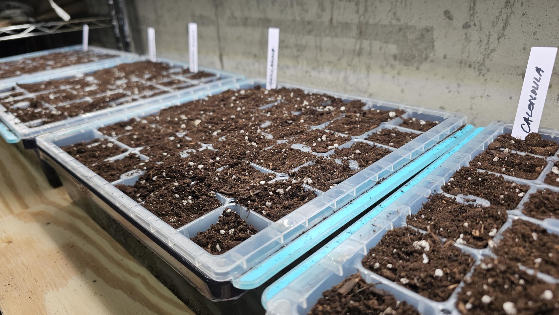 Burpee SuperSeed Seed Starting Tray | 36 Cell Reusable Seed Starter Tray | for Starting Vegetable, Flower & Herb Seeds | Indoor Grow Kit for Plant Seedlings | for Germination Success customer photo 1