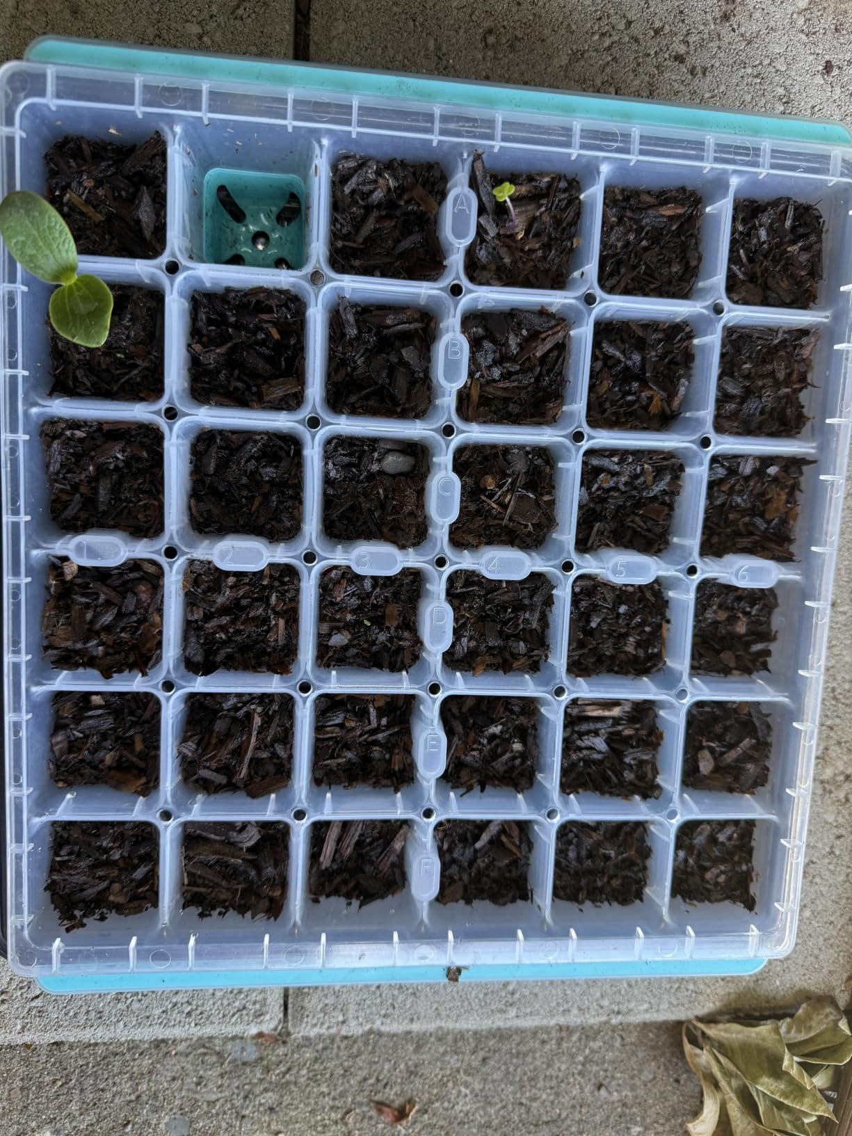 Burpee SuperSeed Seed Starting Tray | 36 Cell Reusable Seed Starter Tray | for Starting Vegetable, Flower & Herb Seeds | Indoor Grow Kit for Plant Seedlings | for Germination Success customer photo 2