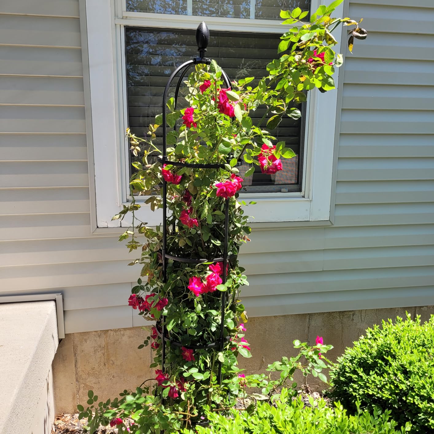 WellSign 2 Pack 6.6ft Obelisk Trellis for Climbing Plants Outdoor Indoor | Garden Tower Trellis for Potted Plants with Twist Tie, Clips and Butterflies Rustproof Coated Metal Support for Vines Rose customer photo 1