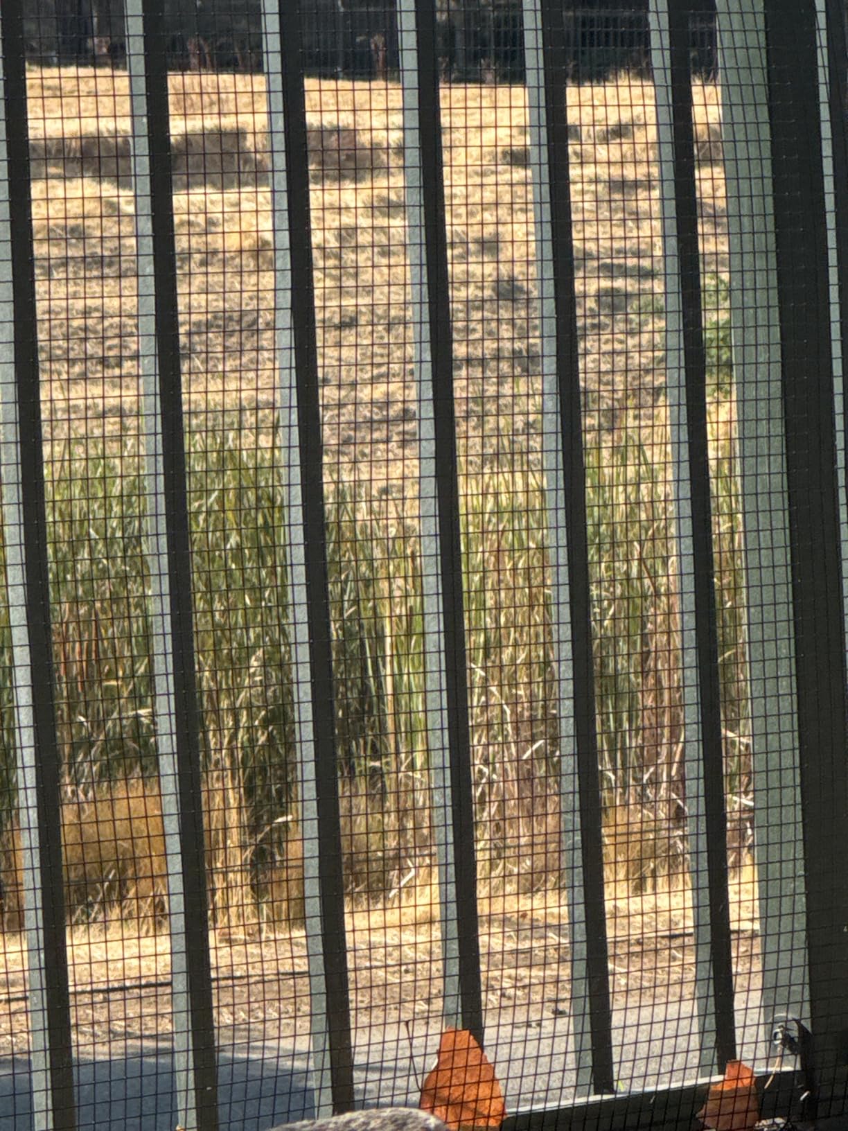 GoldPeak Black Hardware Cloth 1/2 inch Wire Mesh Roll 48 x 50 Ft 19 Gauge | Vinyl Coated Chicken Wire Fencing customer photo 1