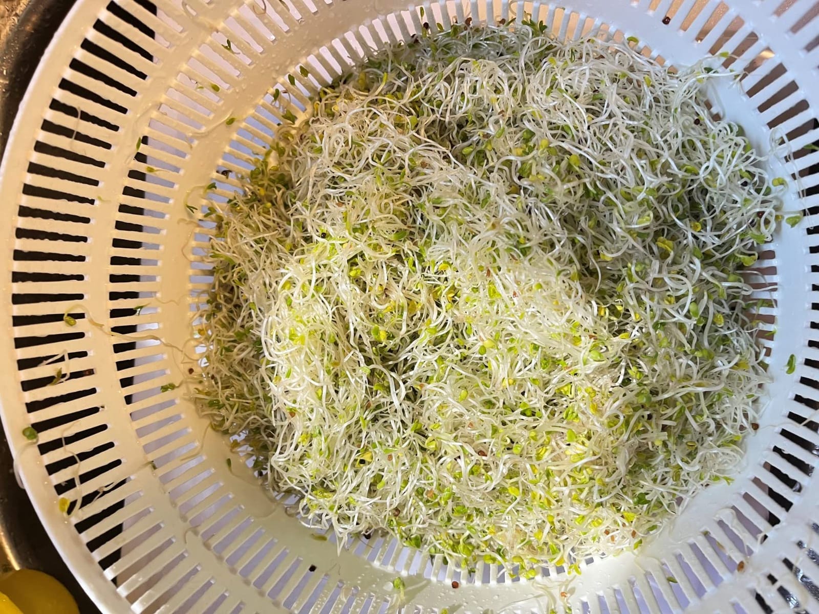 Premium Sprouting Jar Kit,2-Wide Mouth Mason Jars with Mesh Sprout Lids customer photo 1