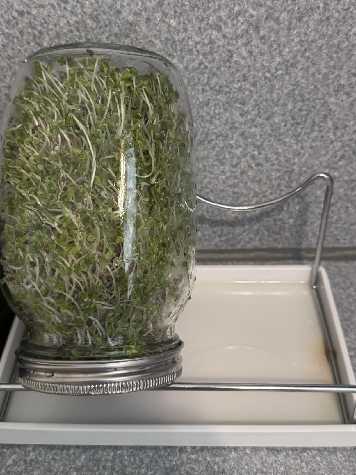 Premium Sprouting Jar Kit,2-Wide Mouth Mason Jars with Mesh Sprout Lids customer photo 2