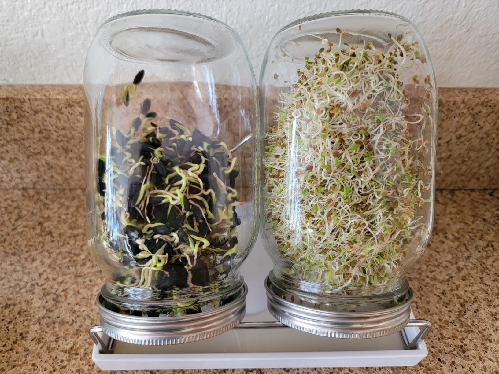 Seed Sprouting Jar Kit - 2 Wide Mouth Mason Jars with 316 Stainless Steel Sprouting Lids Covers, Drip Tray and Stand for Growing Broccoli Alfalfa Beans Sprout (Two Jars) customer photo 1