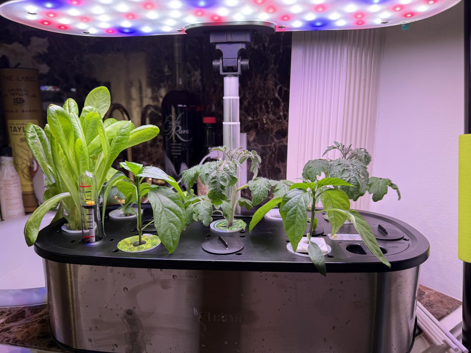 LETPOT LPH-SE Hydroponics Growing System, 12 Pods Smart Herb Garden Kit Indoor, APP & WiFi Controlled, 24W Growing LED, 5.5L Water Tank customer photo 1