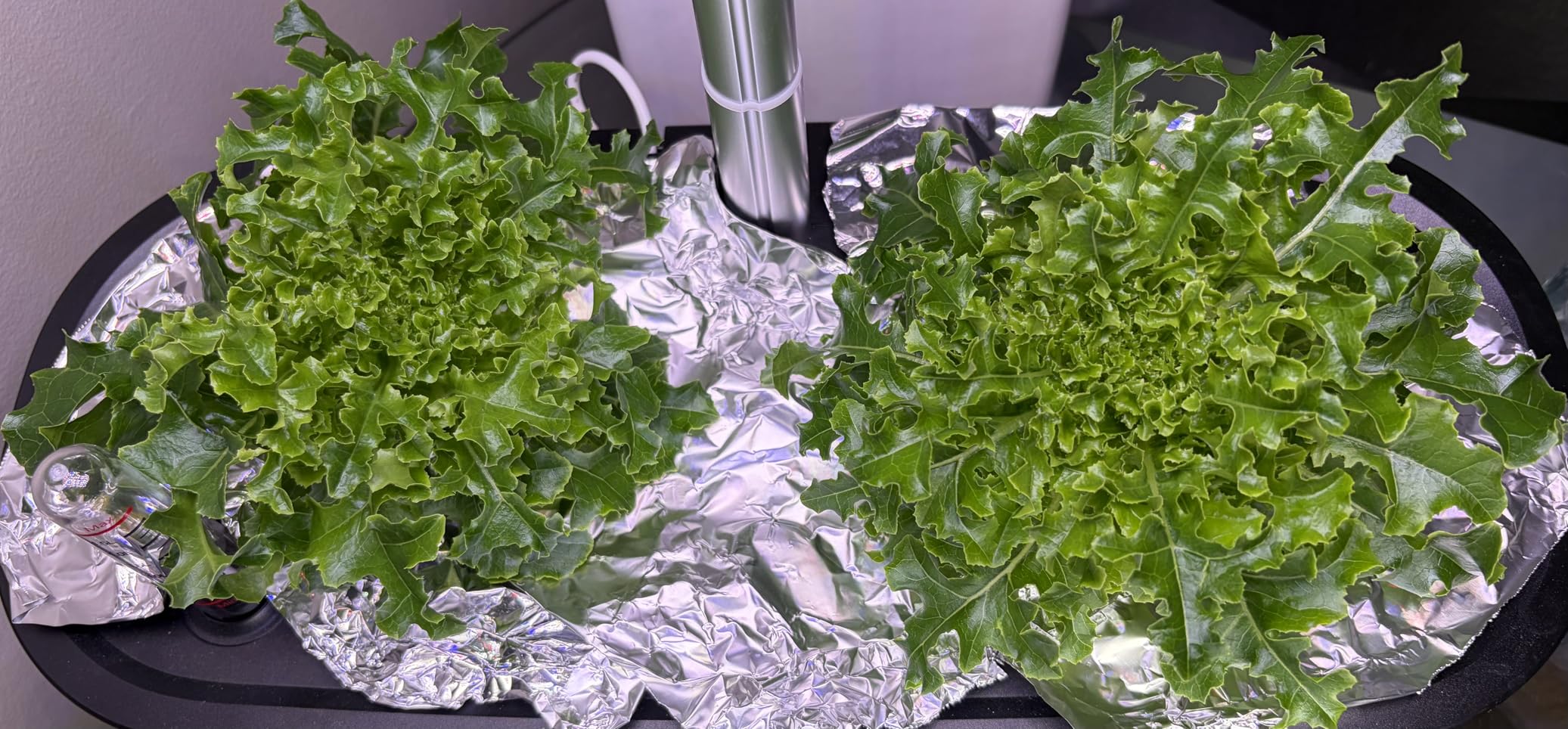 LETPOT LPH-SE Hydroponics Growing System, 12 Pods Smart Herb Garden Kit Indoor, APP & WiFi Controlled, 24W Growing LED, 5.5L Water Tank customer photo 2