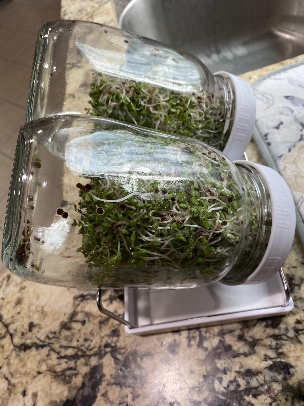 Complete Sprouting Jar Kit| 2 Wide Mouth Mason Jars, 316 Screen Sprout Lids, Blackout Sleeves, Tray, Stand| Sprouter Set for Growing Broccoli, Alfalfa and More-Seeds not Included customer photo 2