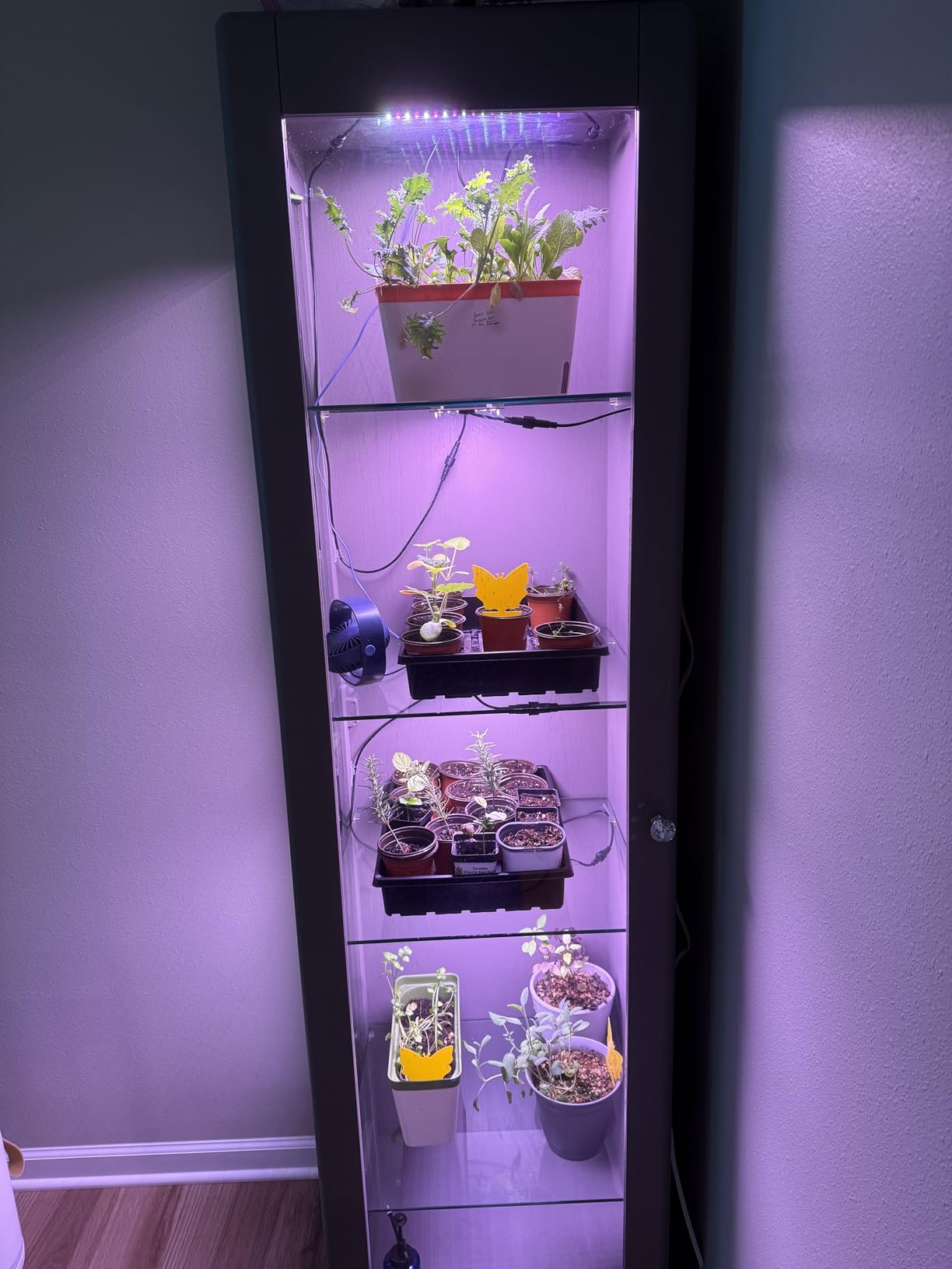 Barrina Grow Lights Panel for Indoor Plants, 4 x 10W Ultra-Thin Plant Light | Full Spectrum, with 3/6/12H Auto On/Off Timer, 8 Dimmable Levels, 3 Spectrum Modes, for Greenhouse, Seedlings, 4 Packs customer photo 2