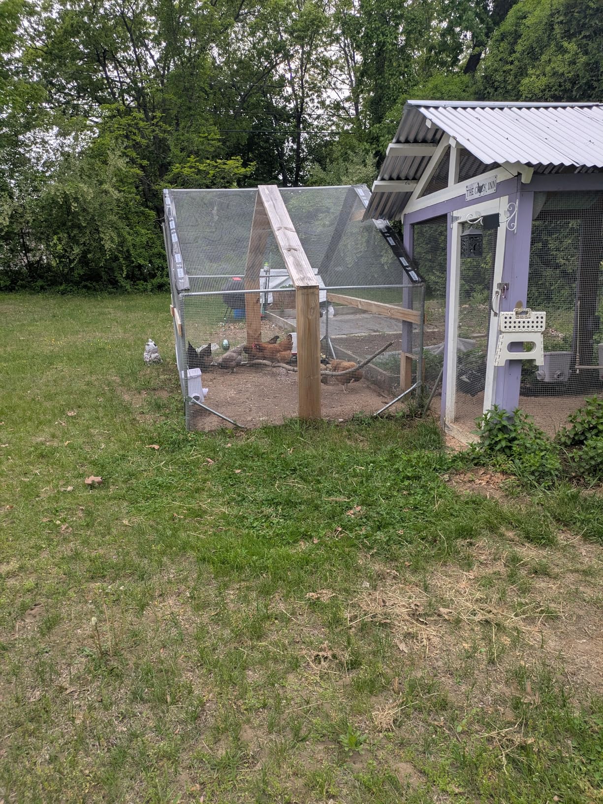 CHIKENCOOP 9.8 x 6.5 x 6.5 ft Metal Chicken Coop, Chicken Run with Cover | Walk-in outdoor enclosure with waterproof UV-resistant cover, reinforced frame, and 47 x 40 in eucalyptus perch customer photo 2