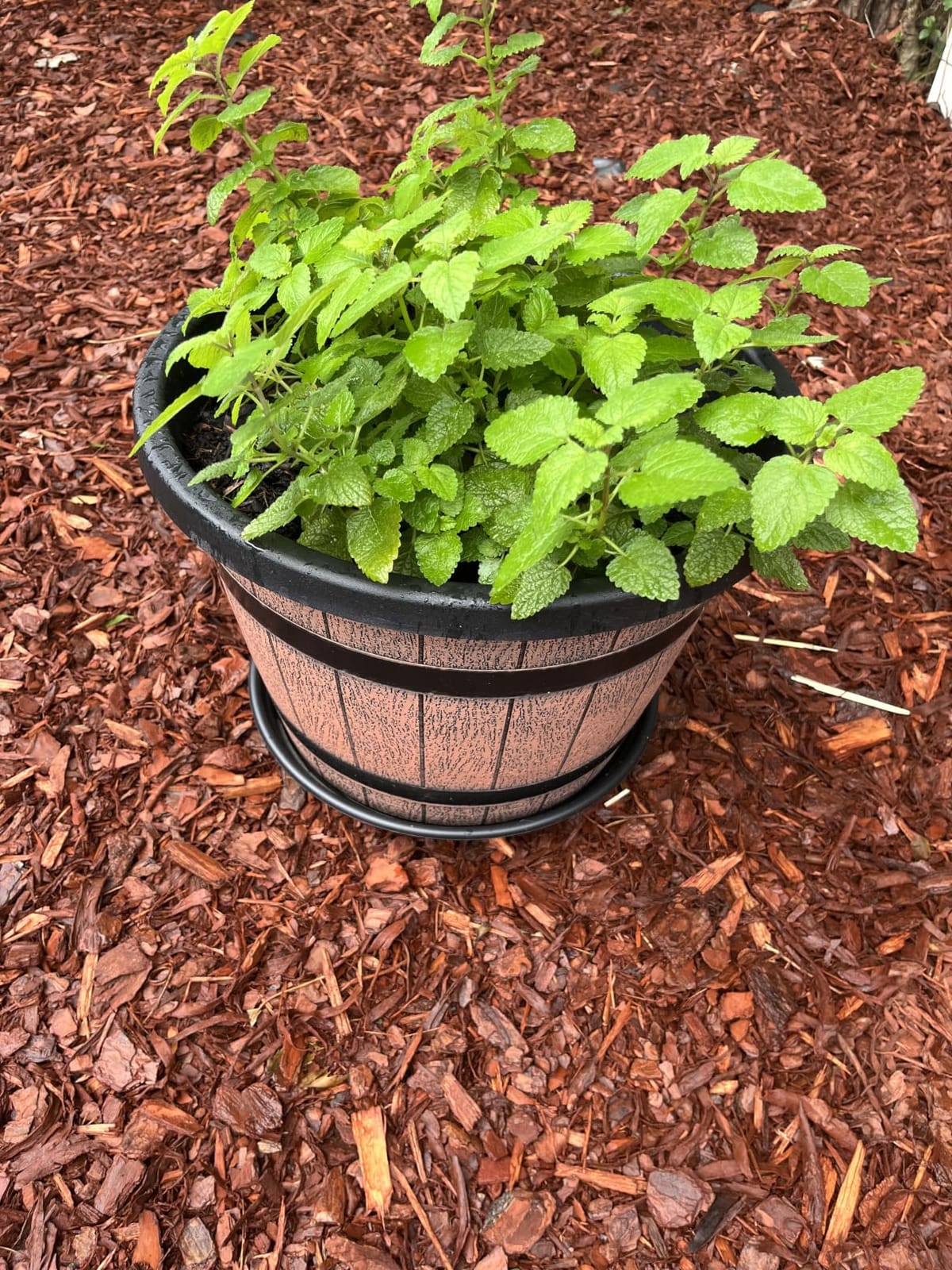 Quarut Large Plastic 3 Pack 16 inch Plant Pots, Whiskey Barrel Planters with Drainage Holes & Saucer. Flower Pots Imitation Wine Barrel Design for Indoor & Outdoor Garden Balcony Plants. 7 Gallons (Brown) customer photo 1