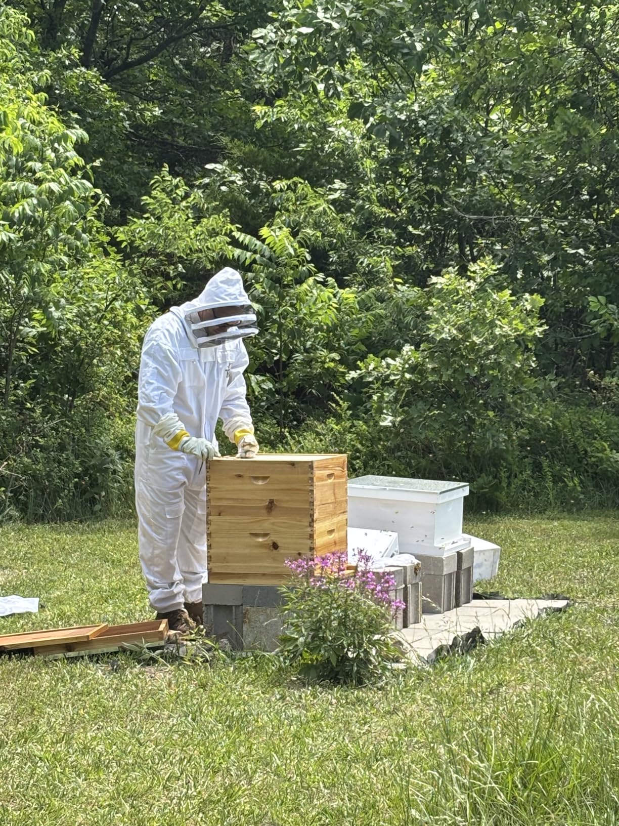 10-Frame Langstroth Bee Hive Complete Bee Hive Kit Beeswax Coated Include Beehive Frames and Waxed Foundation Sheets for Beekeeper (2 Deep Beehives Box & 1 Medium Box) customer photo 2