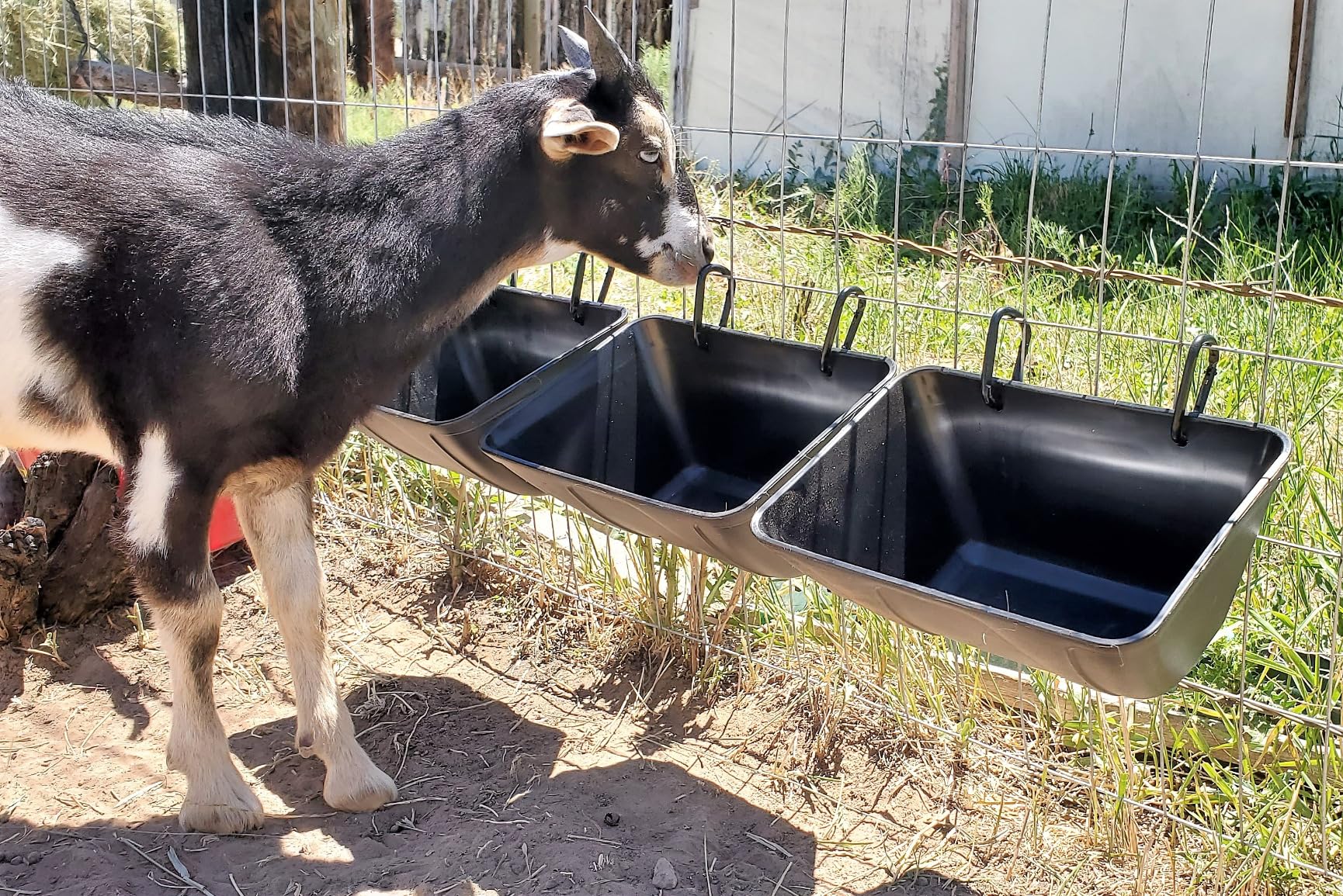 Hanging Chicken Feeder Trough for Goat Sheep Deer Poultry Duck Chicken Fence Feeder Livestock Feeding Container Goats Supplies Feeders Waterer Bucket customer photo 1