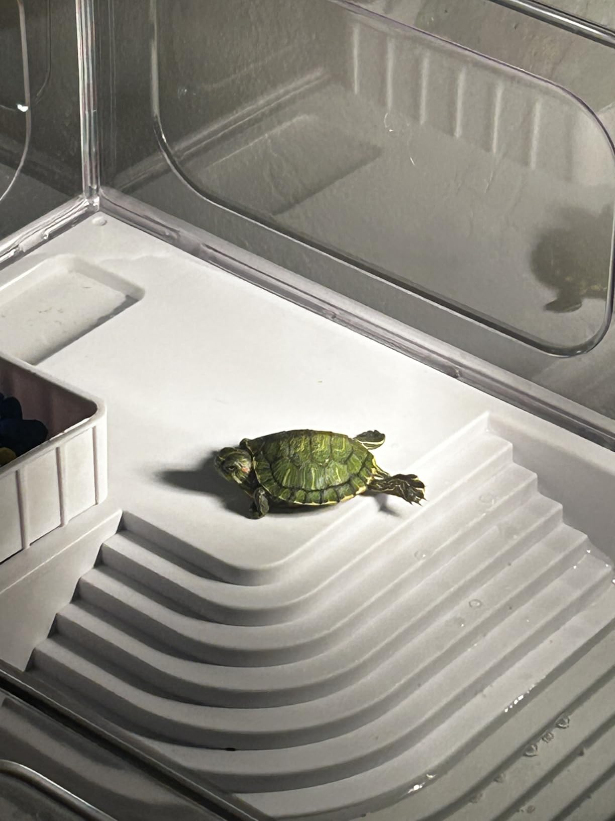 Small Turtle Tank Kit with Light and Filter for Baby Turtles | White Clear-Panel Habitat, with Basking Platform, Easy-Clean Starter Aquarium with Bottom Drain customer photo 1
