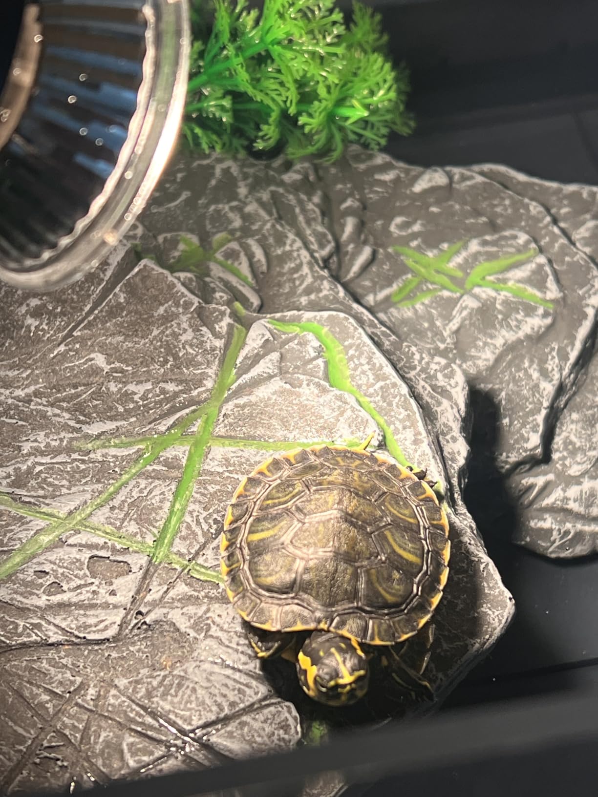 Large Turtle Tank Kit for Aquatic Turtles - Complete Starter Habitat with Filter, UVB Lamp, Basking Platform, Plants, Feeding Ring - Turtle Aquarium Kit (Black) customer photo 1