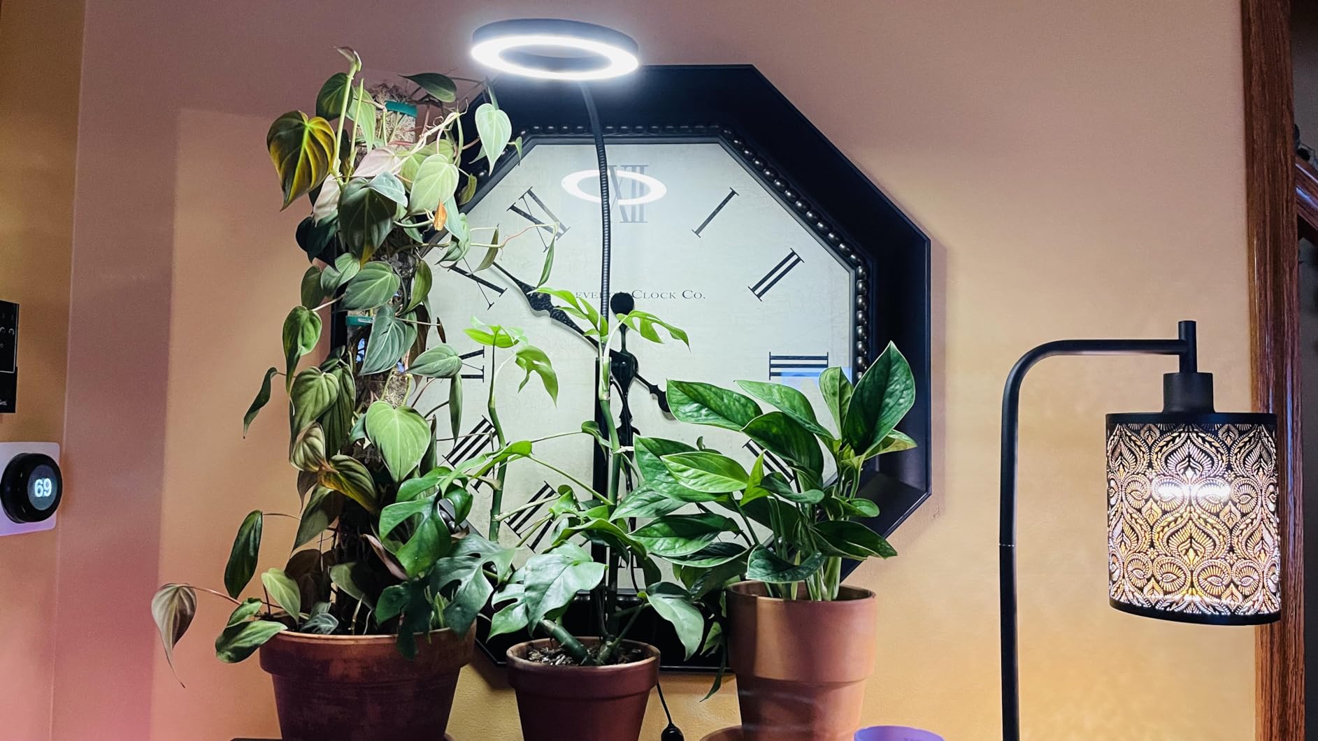 GLOWRIUM Grow Lights for Indoor Plants, Full Spectrum LED Grow Light Floor Lamp with Stand Adjustable Height and Angle, Black Plant Light with 3/9/12H Grow Light Timer (Black, Single Head) customer photo 2
