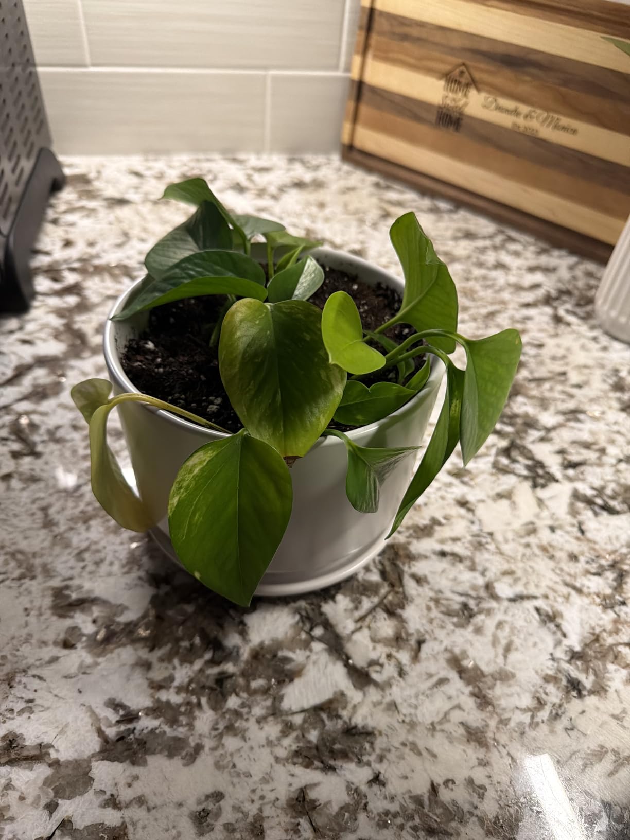 LE TAUCI 12 Inch Pots for Plants, Ceramic Plant Pots with Drainage Holes and Saucers, Elegant and Durable Large Plant Pot, Perfect for Home & Office Decor, White customer photo 1