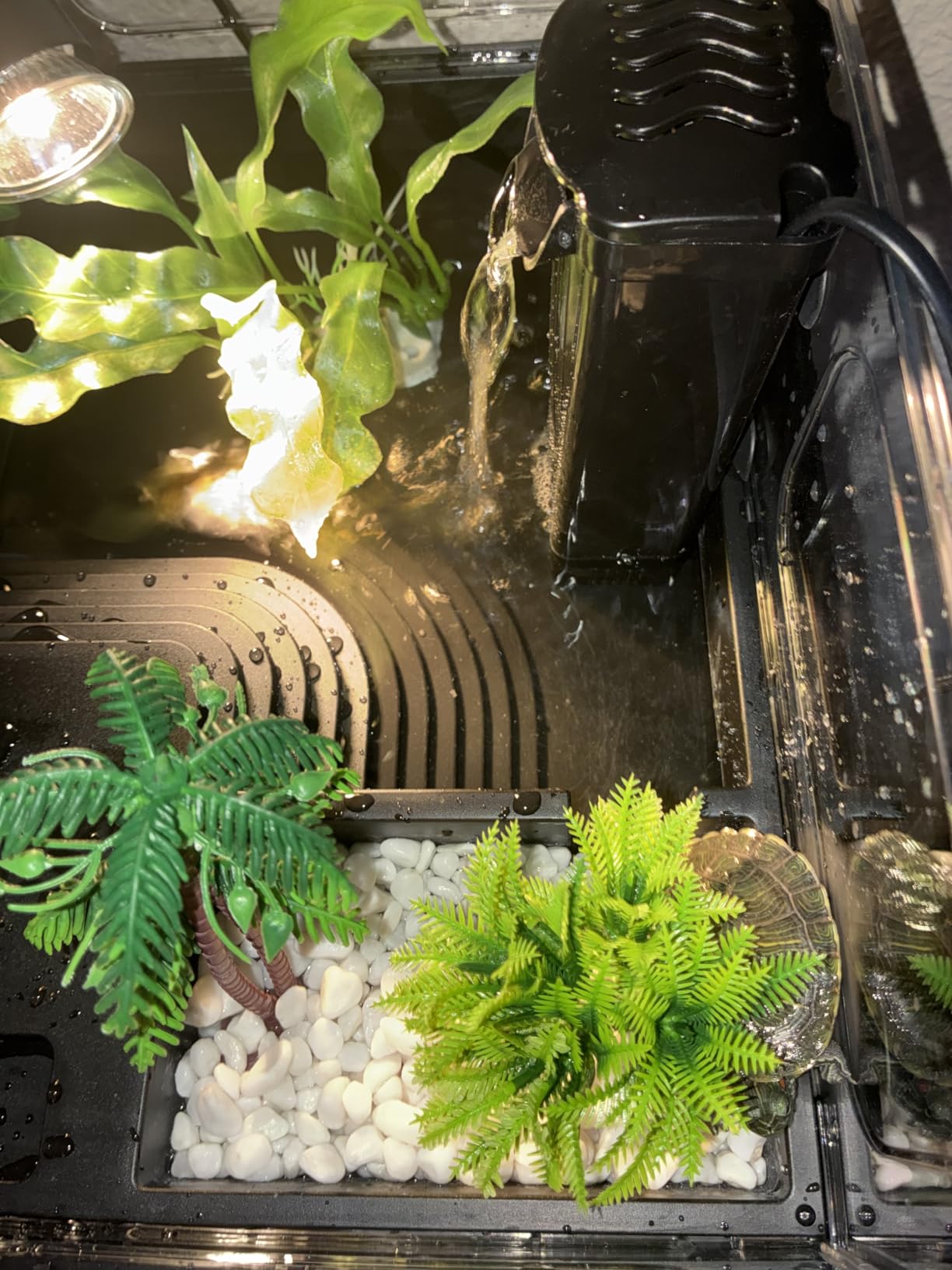 MoonOrange Small Turtle Tank Kit, Acrylic Turtle Tank Starter Kit with Basking Platform, Bottom Drainage, Multi-Function Areas for Turtles, Crabs, Crayfish, Small Reptiles (Black Kit) customer photo 1