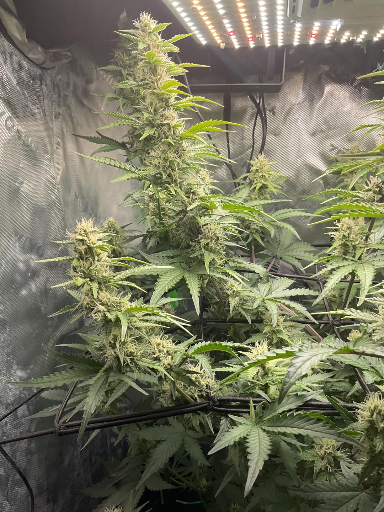 VIVOSUN Smart Pro Grow Tent Kit 4x4 Complete Smart Grow System WiFi-Integrated Automatic Control GrowHub E42A+, 2-in-1 Tunable Spectrum LED Grow Light 400W, 360° Ventilation Control System customer photo 2