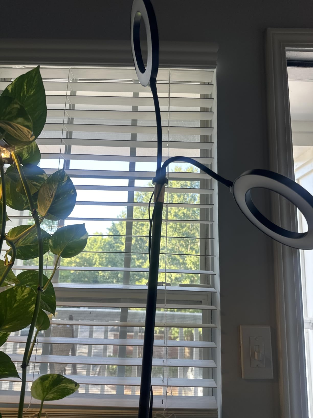 Grow Light with Stand for Indoor Plants, Dual Head Full Spectrum Floor Plant Light for Large Tall Plants, 16.5-68in Adjustable Height, 3/9/12H Timer, Dimmable, Modern Ring Grow Lamp for Home Decor customer photo 1