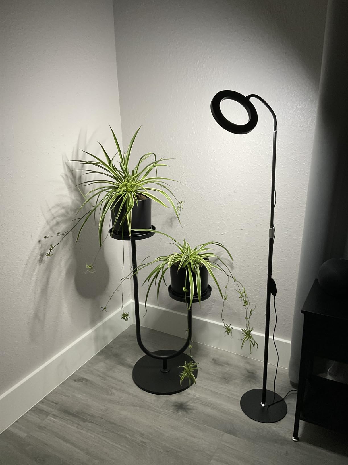 Grow Lights for Indoor Plants, Full Spectrum with Stand, 80 LEDs | 6000K Floor Plant Light, 3 Color Modes, Timer 6/12/16H, 5 Dimmable Levels, 67'' Adjustable Height, Gooseneck customer photo 1