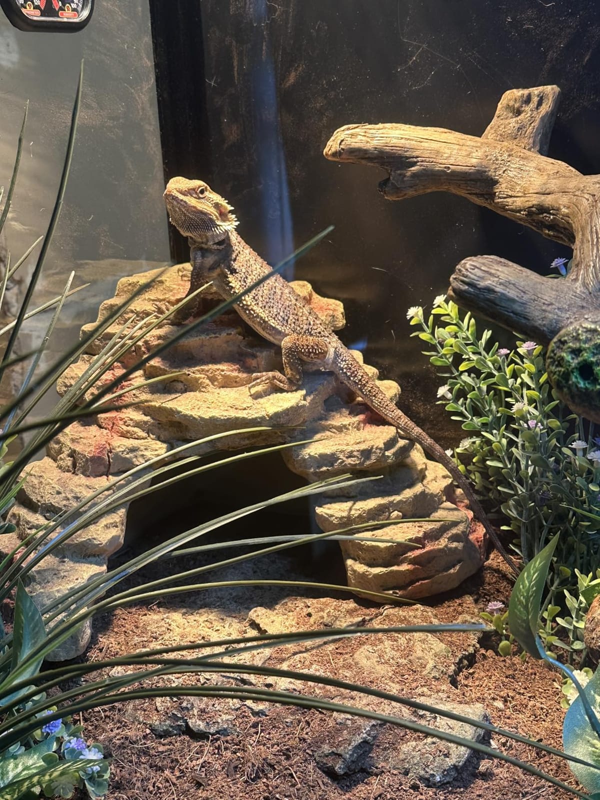 Phailozoo 120 Gallon Reptile Tank for Bearded Dragon, Snake, Adult Reptile | Optimal Ventilation & Light Penetration by Rust Proof Mesh Top customer photo 1