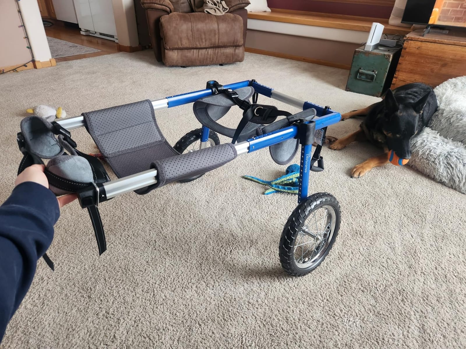Dog Wheelchair for Back Legs, Dog Wheelchair with All-Terrain Tires & Durable Bearings, Large Dog Wheelchair for Back Legs, 55.1-88.1 lbs (XL) customer photo 1
