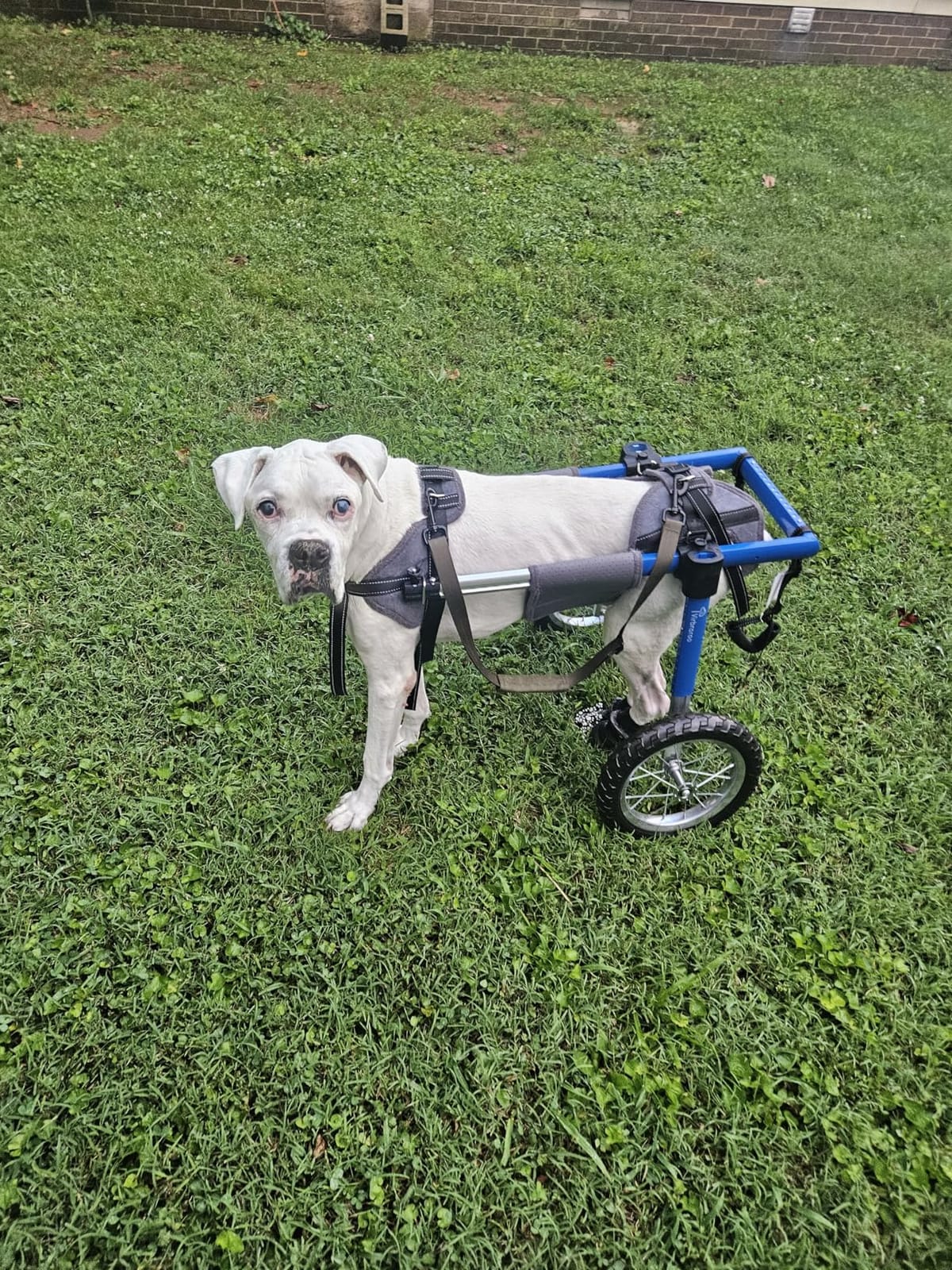 Dog Wheelchair for Back Legs, Dog Wheelchair with All-Terrain Tires & Durable Bearings, Large Dog Wheelchair for Back Legs, 55.1-88.1 lbs (XL) customer photo 2