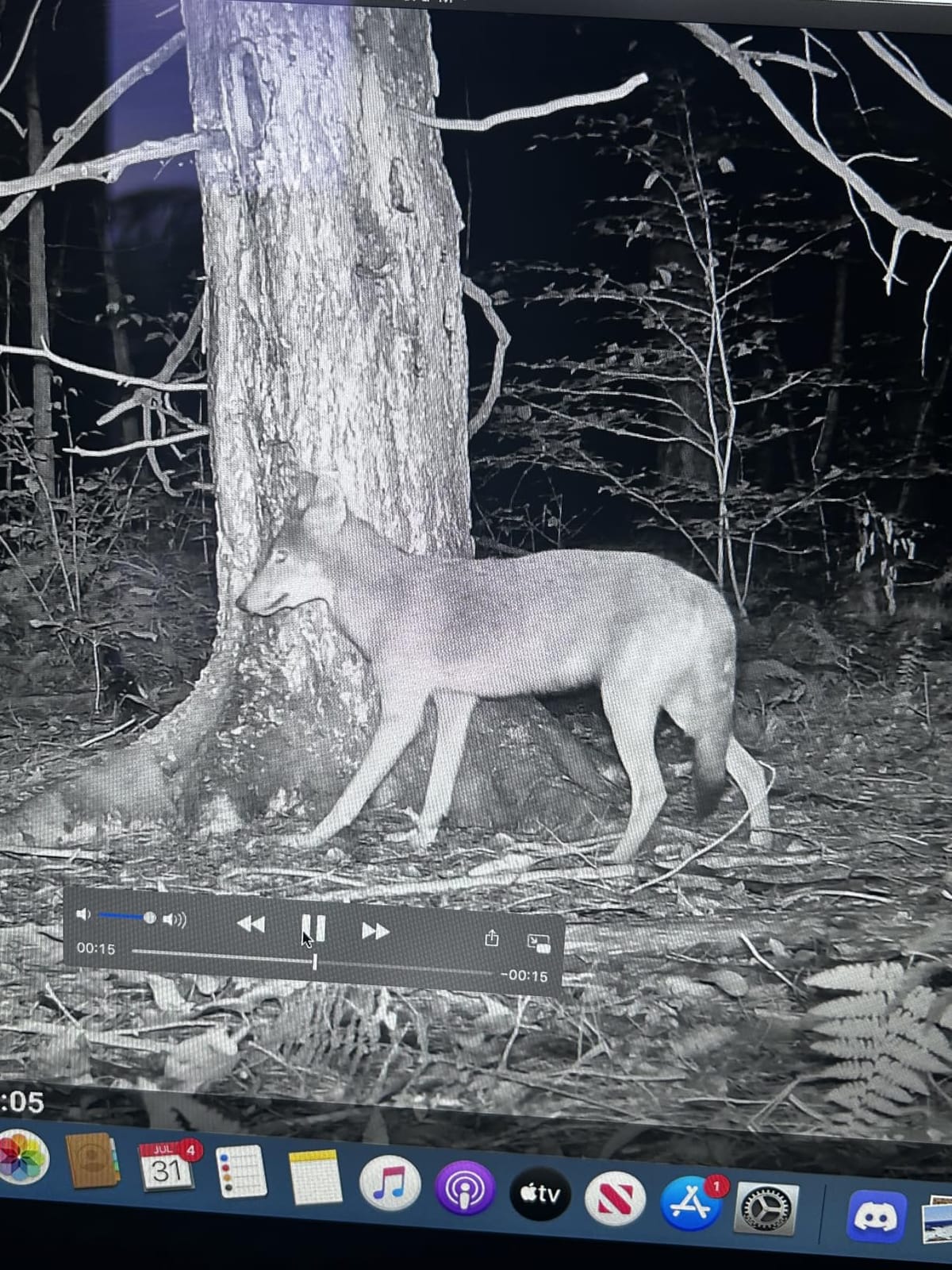 Meidase P70 (Non-Cellular,Non-WiFi) Trail Camera, 64MP 1296p, Game Cameras with No-Glow IR Night Vision, Motion Activated, Waterproof for Wildlife Deer Cams, Hunting customer photo 2