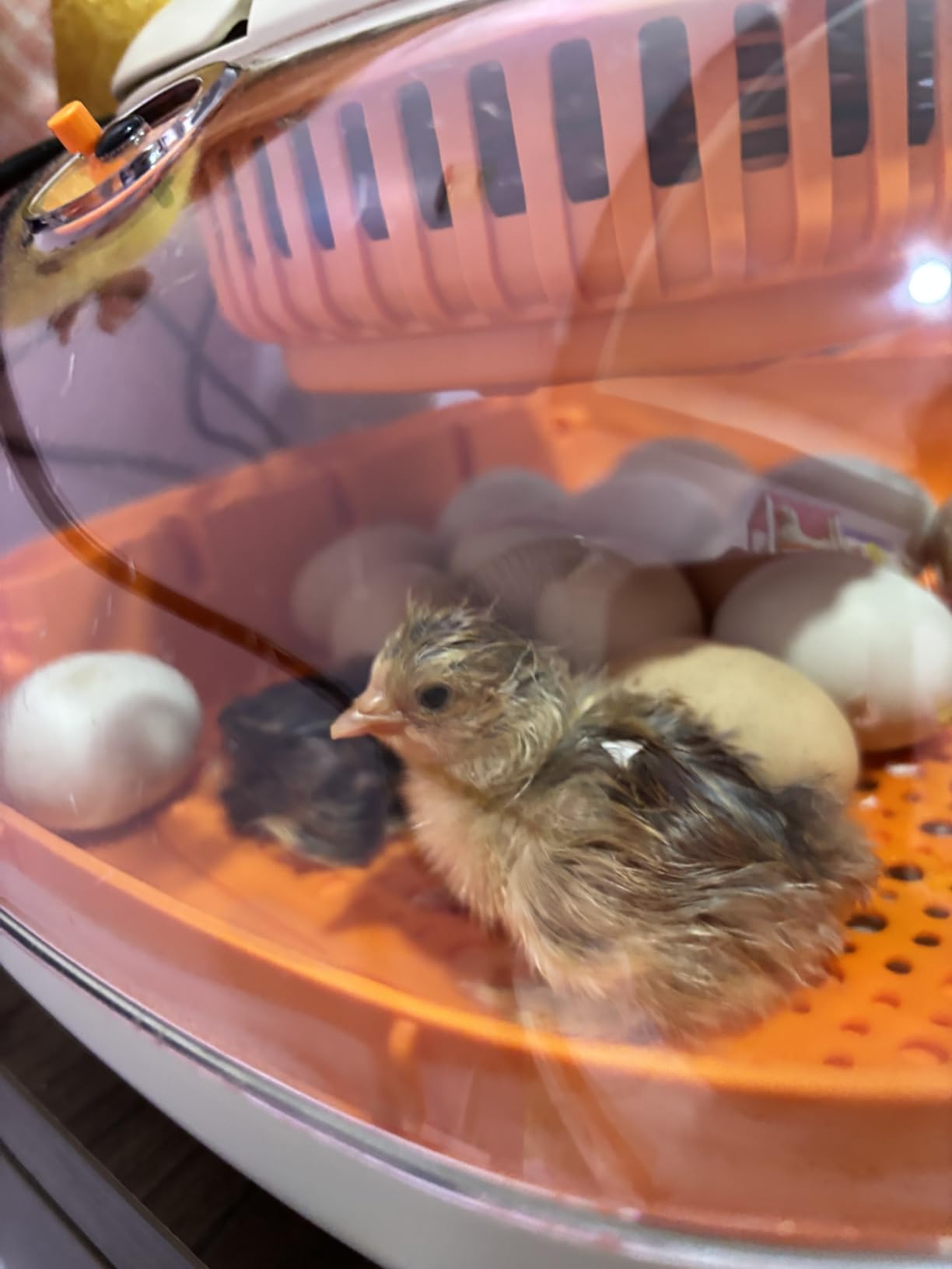 Chickcozy 25 Egg Incubator, Automatic Egg Turner with Thermometer Seat and Humidity Control, Egg Candler, 360° View with Clear Window, Incubators for Hatching Chicks (Sunlit Orange) customer photo 1
