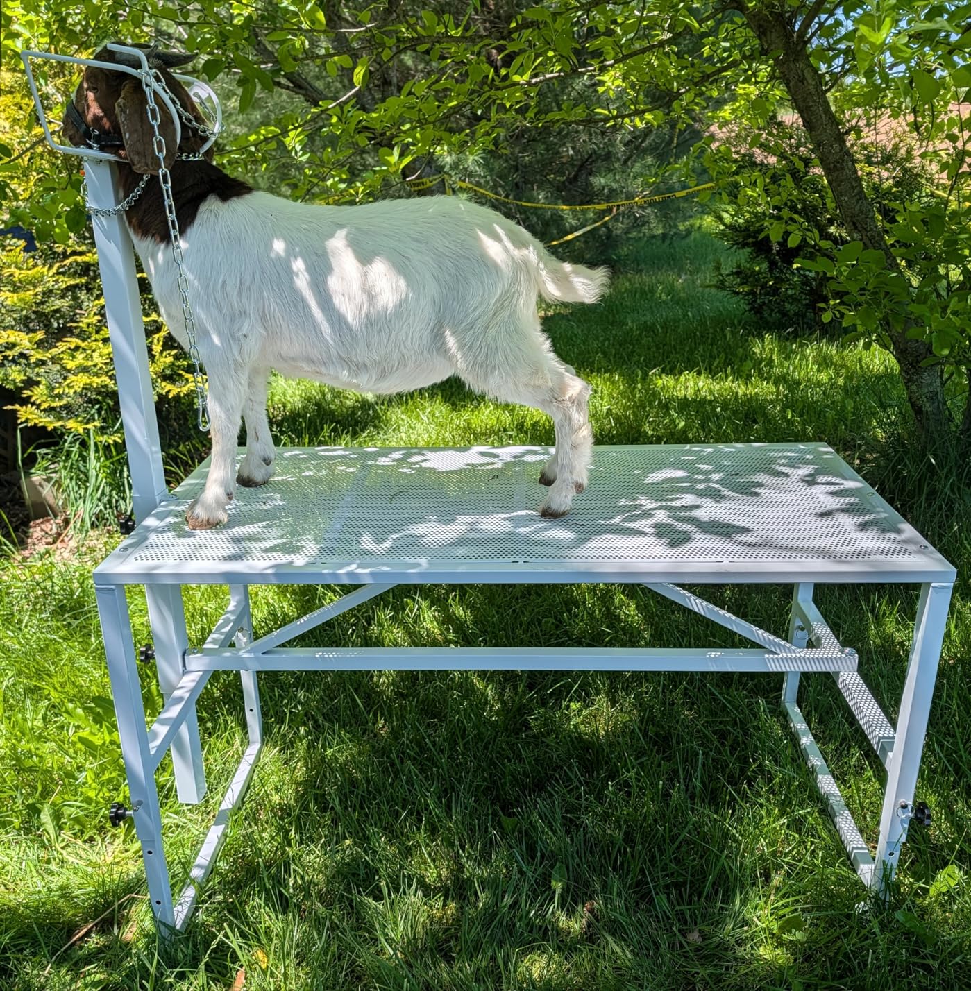 VEVOR Goat Milking Stand - 47x23 inch Metal Livestock Shearing Stand, Adjustable Height 21