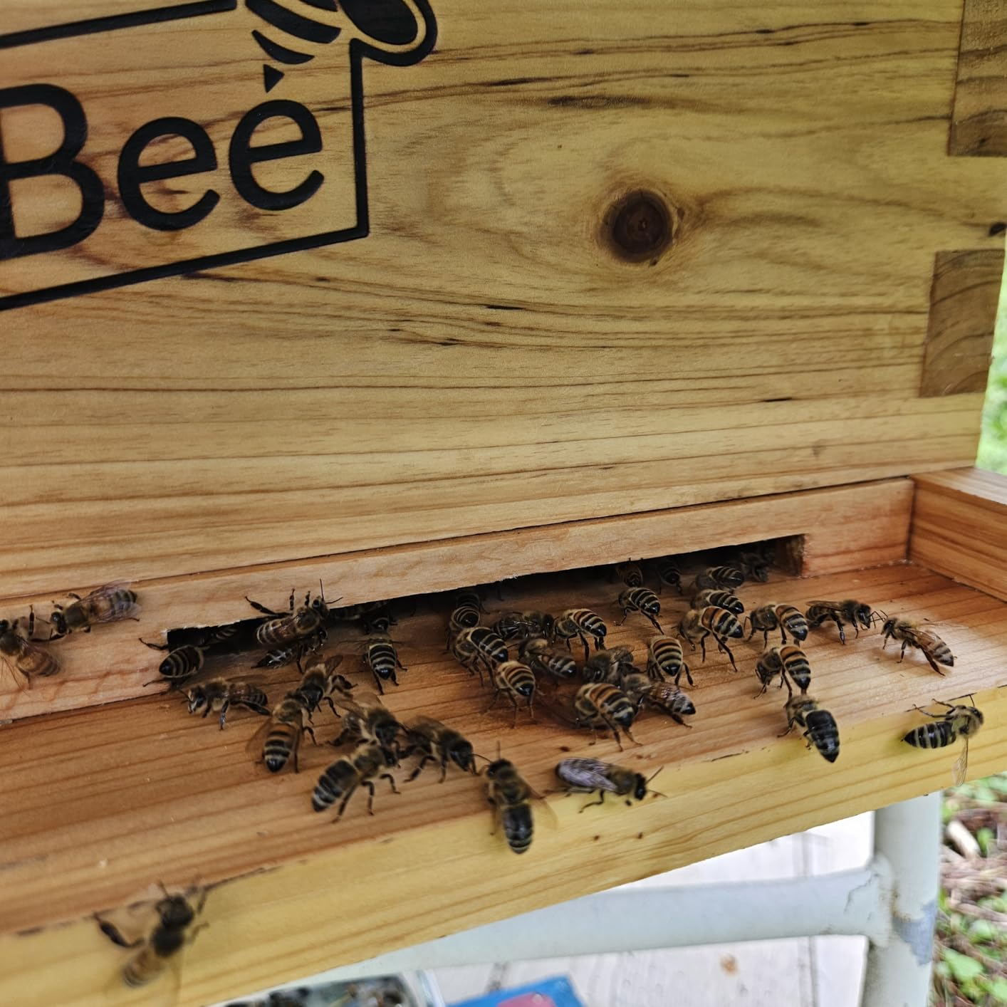 MayBee 10-Frame Beehive Starter Kit, Bee Hive Kit Dipped in Beeswax, Bee Hives Boxes Starter Kit Includes Beekeeping Supplies Tool Kit and Bee Suit customer photo 1