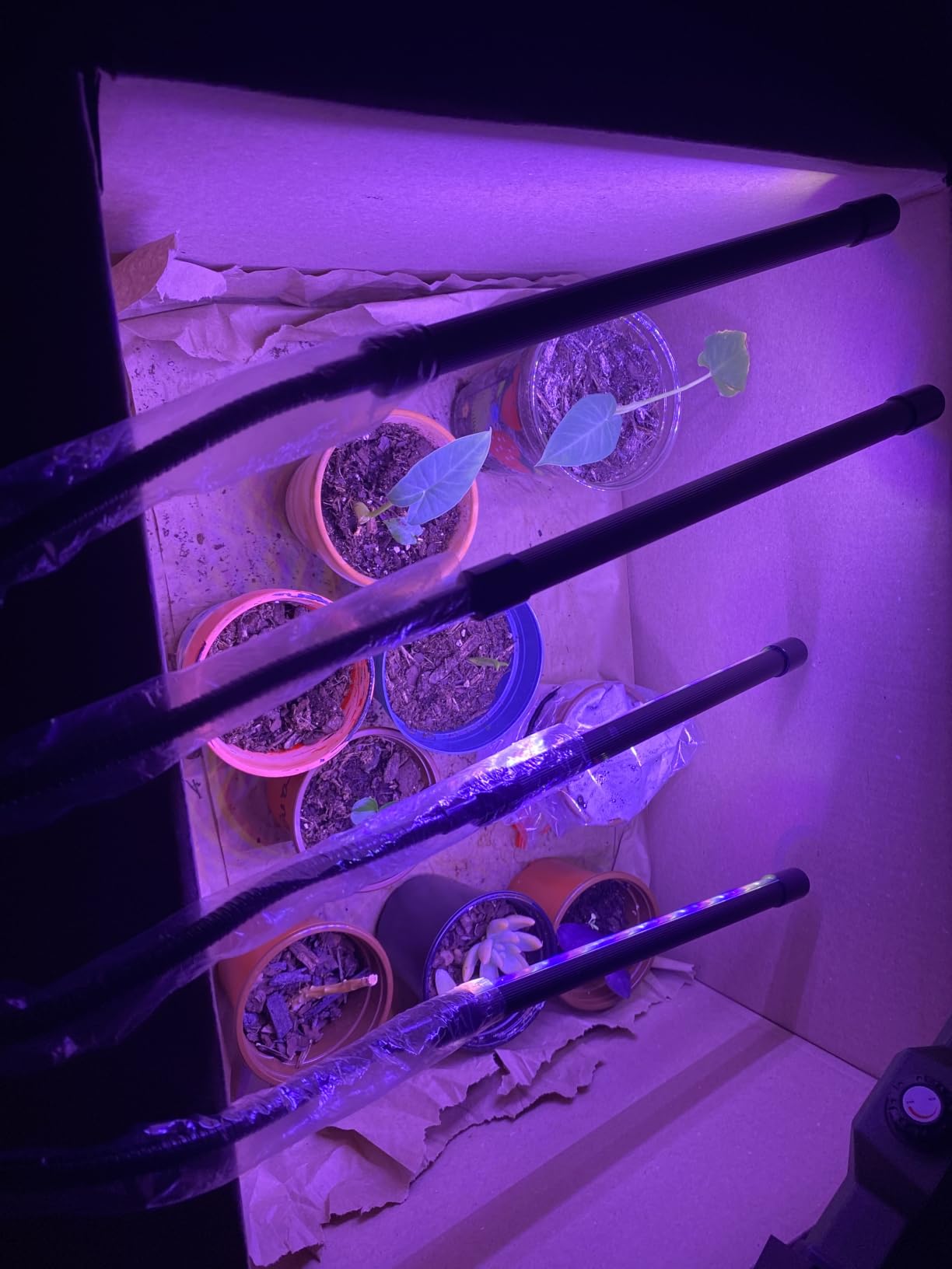 LED Grow Lights for Indoor Plants Full Spectrum with 15-63 inches Adjustable Tripod Stand, Red Blue White Floor Grow Lamp with 4/8/12H Timer with Remote Control customer photo 2