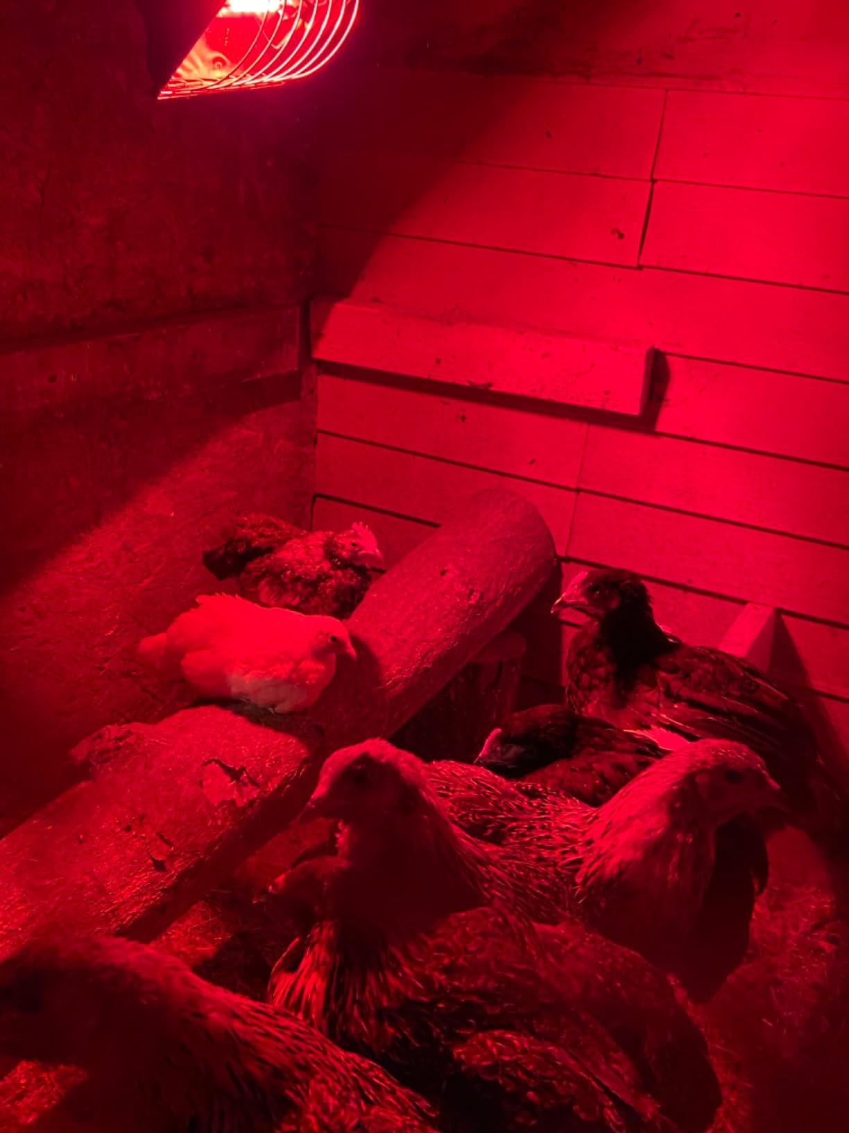 2 Pack 250W Chicken Coop Heater for Chicken Dog Kennel, Cat Bed, Reptiles & Incubators, 2 Heating Mode Warmer for Chicken Coop in Winter, Inside and Outdoor Pet Total 4 Heating Tube as Backup Lamp customer photo 1