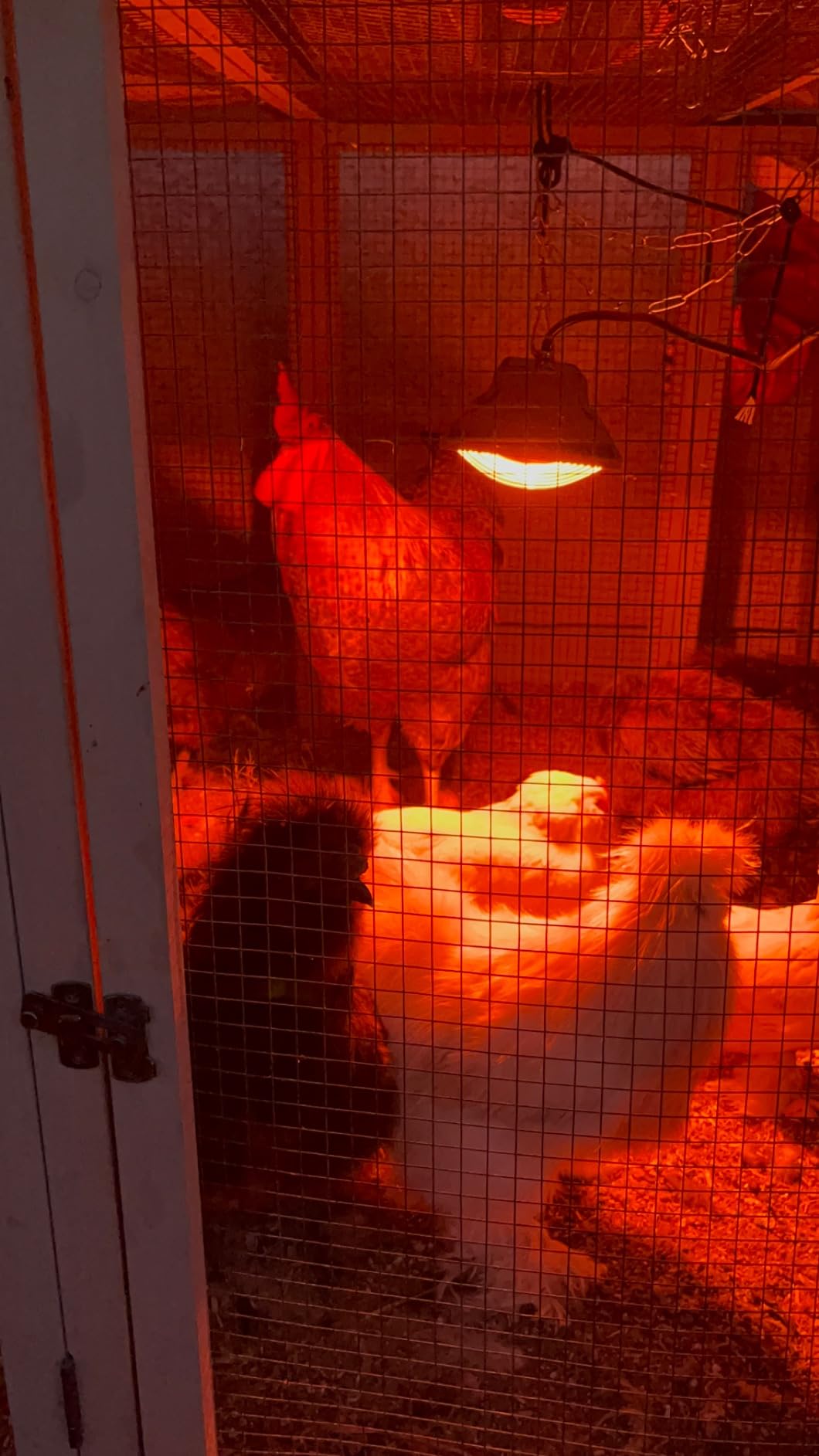2 Pack 250W Chicken Coop Heater for Chicken Dog Kennel, Cat Bed, Reptiles & Incubators, 2 Heating Mode Warmer for Chicken Coop in Winter, Inside and Outdoor Pet Total 4 Heating Tube as Backup Lamp customer photo 2