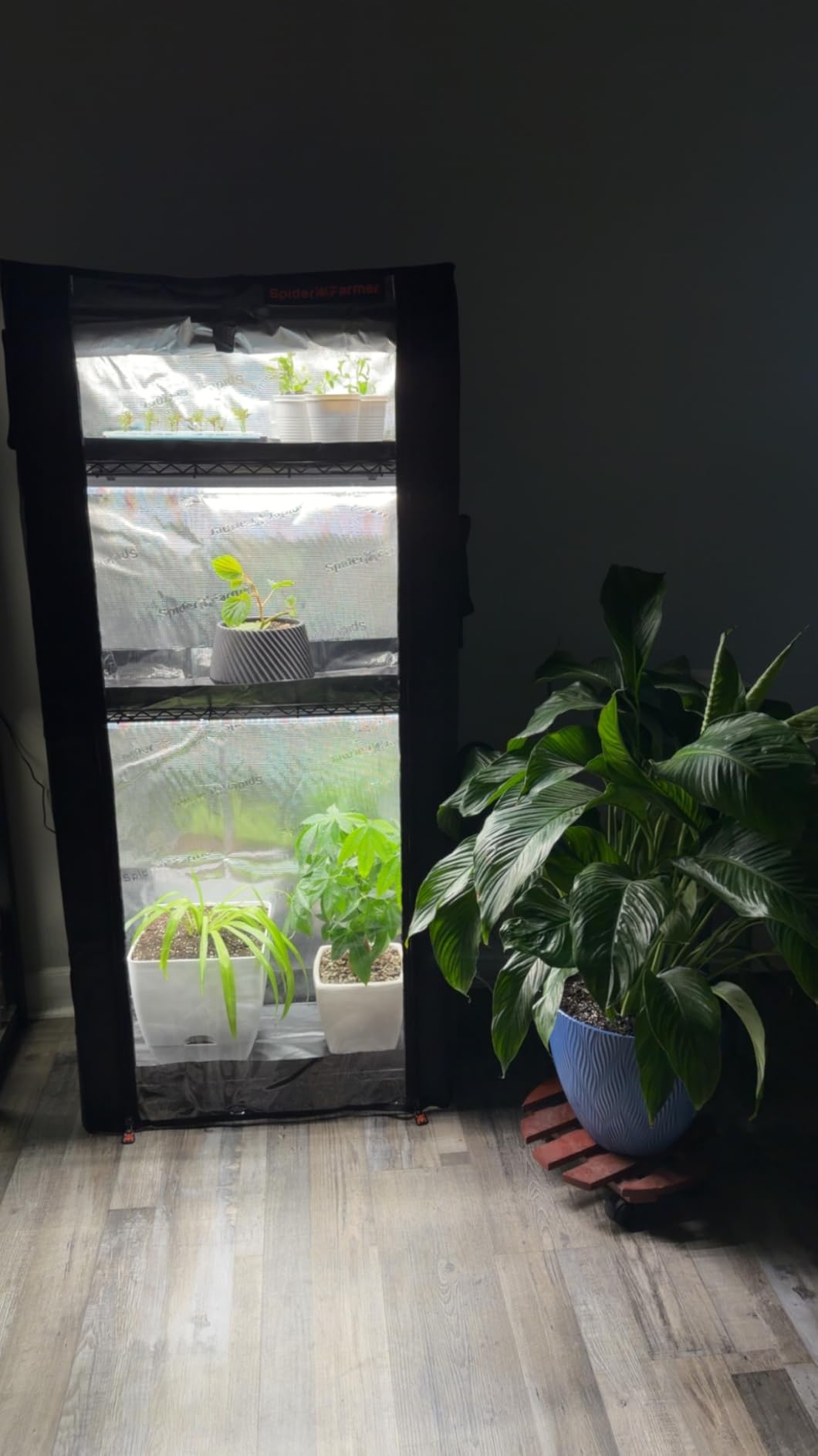 Spider Farmer 2026 Plant Stand with Grow Lights, 4-Tier Plant Shelf with 6Pcs 2ft Full Spectrum LED Lamp and Grow Tent, for Veg Seed Starting Plants Growth Greenhouse 28Lx14Dx59H (Update) customer photo 2