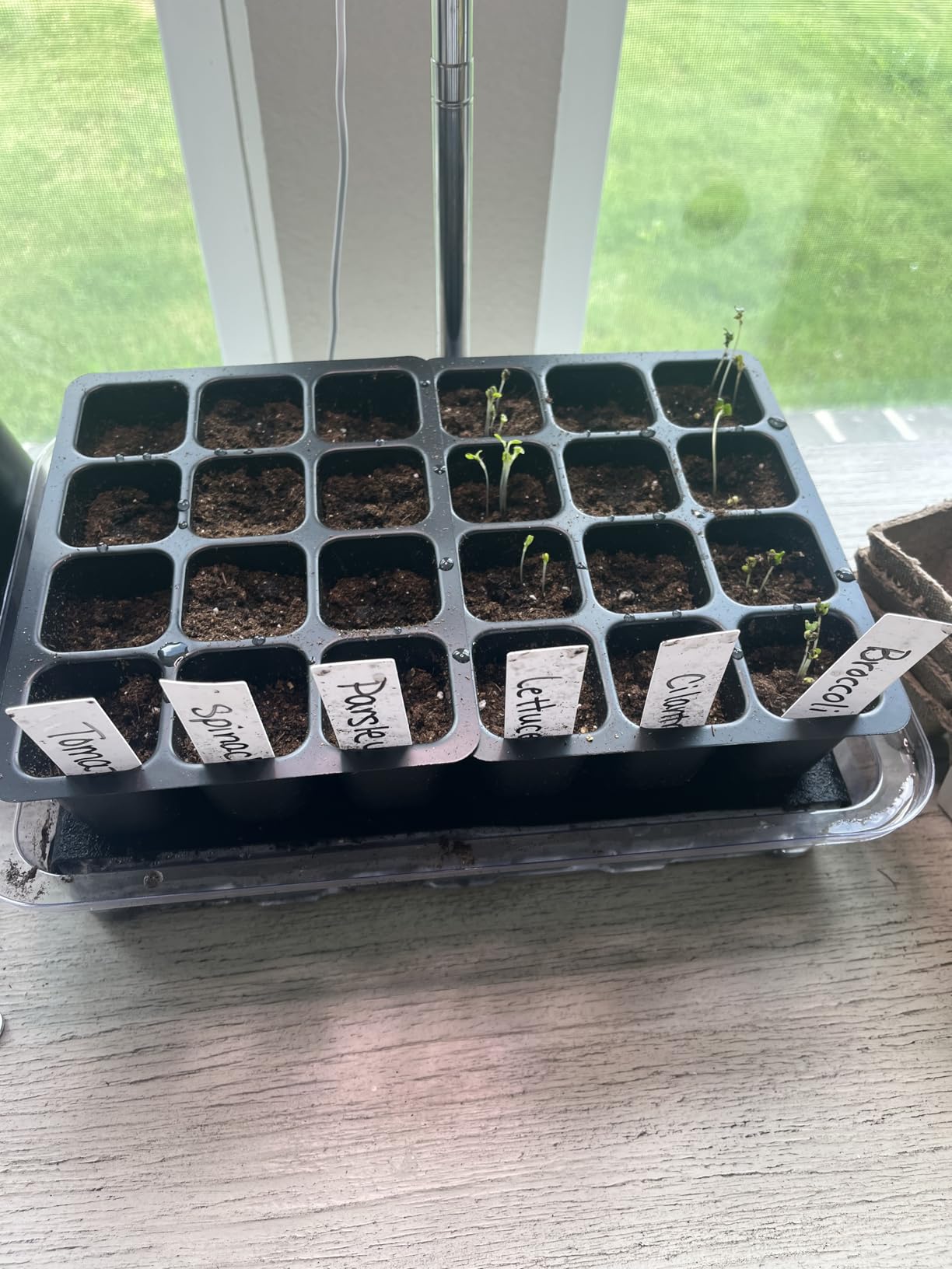 SOLIGT Self Watering Seed Starter Trays with Humidity Domes, Extra Thick Plastic Seed Starter kit for Seed Starting, Plant Germination & Seedling Growing, 3 Pack 72 Cells customer photo 1