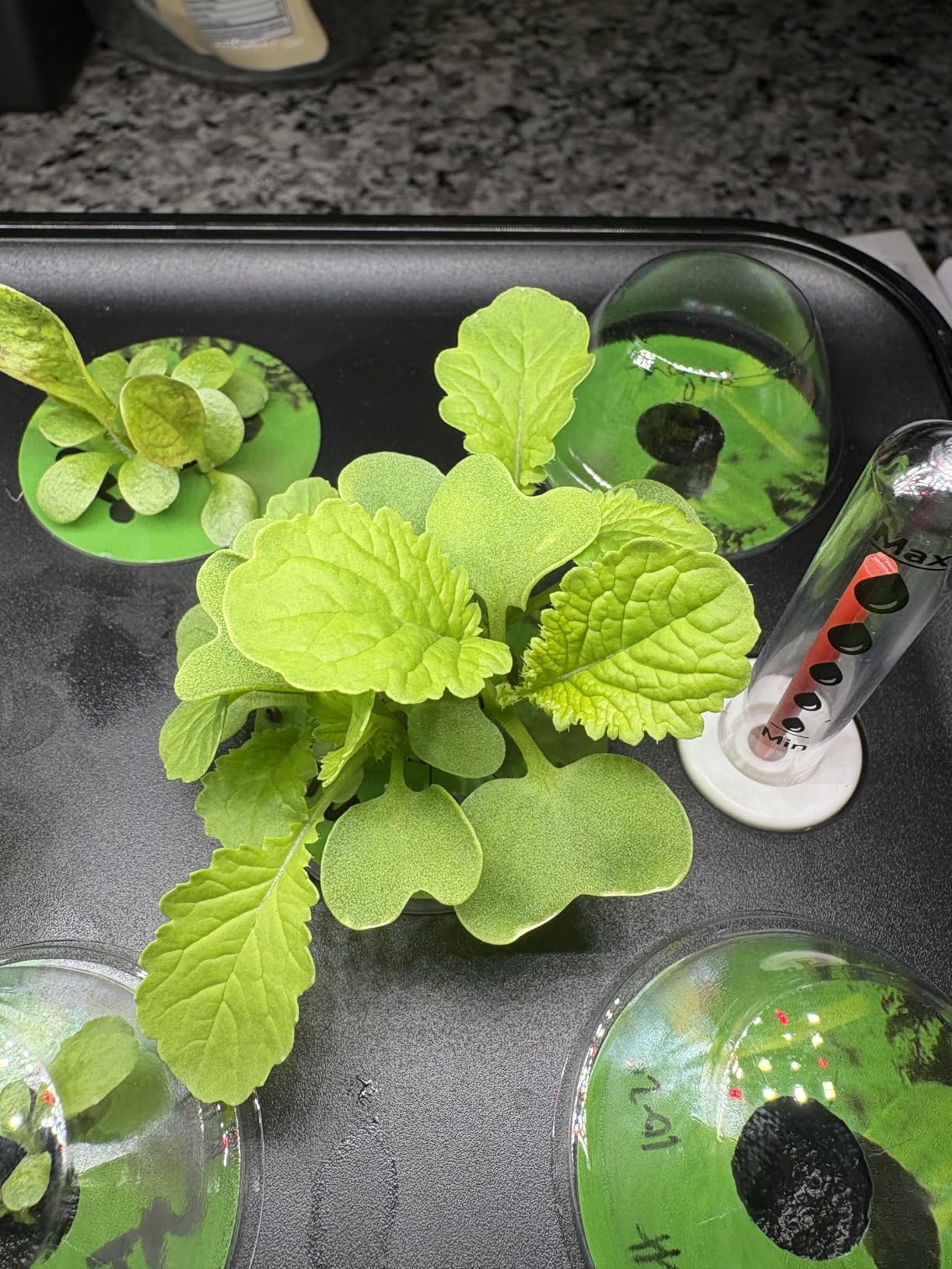 SUNCOZE Hydroponics Growing System Kit 12 Pods, 24W LED Grow Light Indoor Garden, 4L Water Tank with Quiet Pump, Adjustable Height Herb Garden Planter Indoor Kit, Gardening Gifts, Black customer photo 1