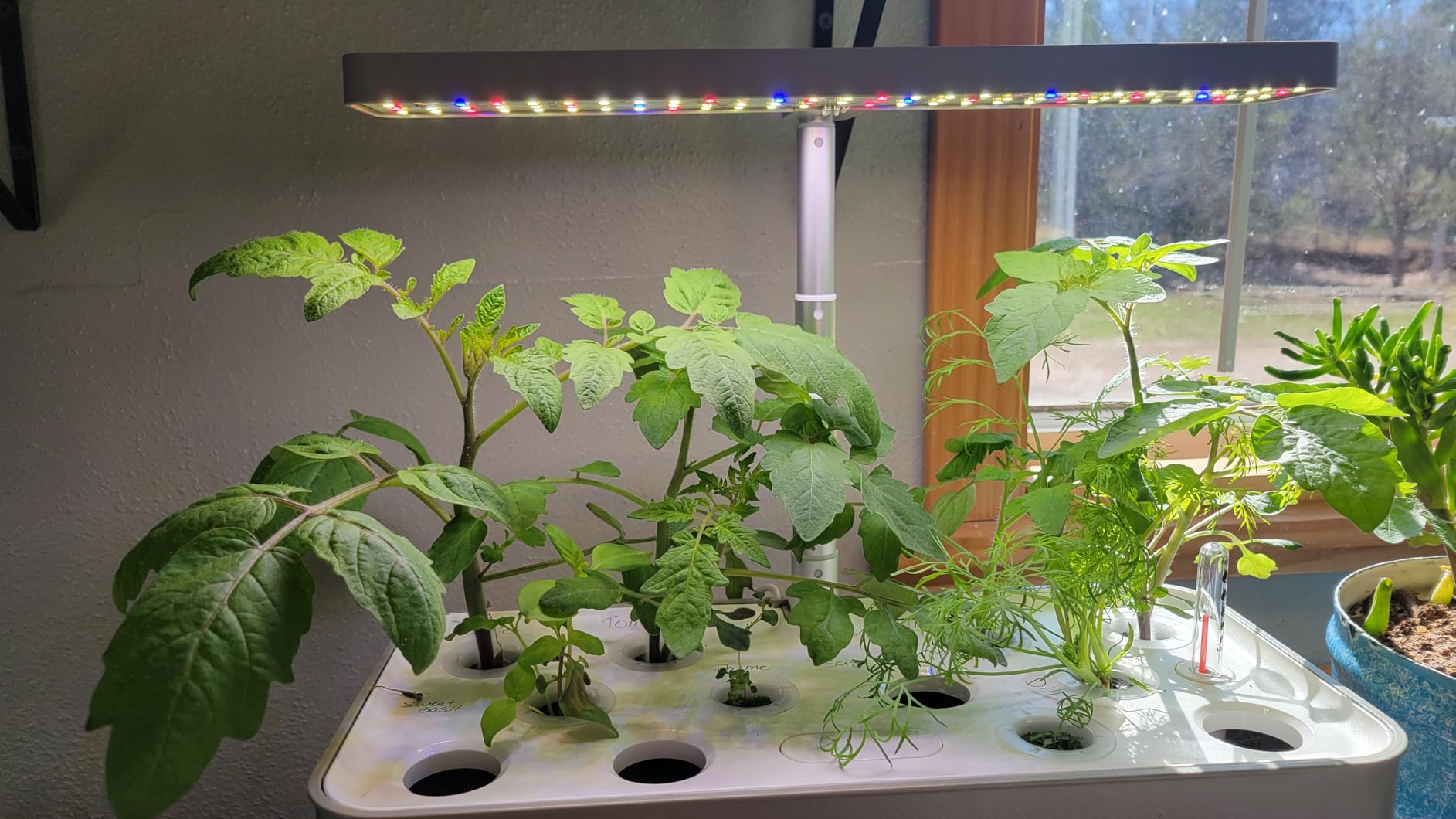 SUNCOZE Hydroponics Growing System Kit 12 Pods, 24W LED Grow Light Indoor Garden, 4L Water Tank with Quiet Pump, Adjustable Height Herb Garden Planter Indoor Kit, Gardening Gifts, Black customer photo 2