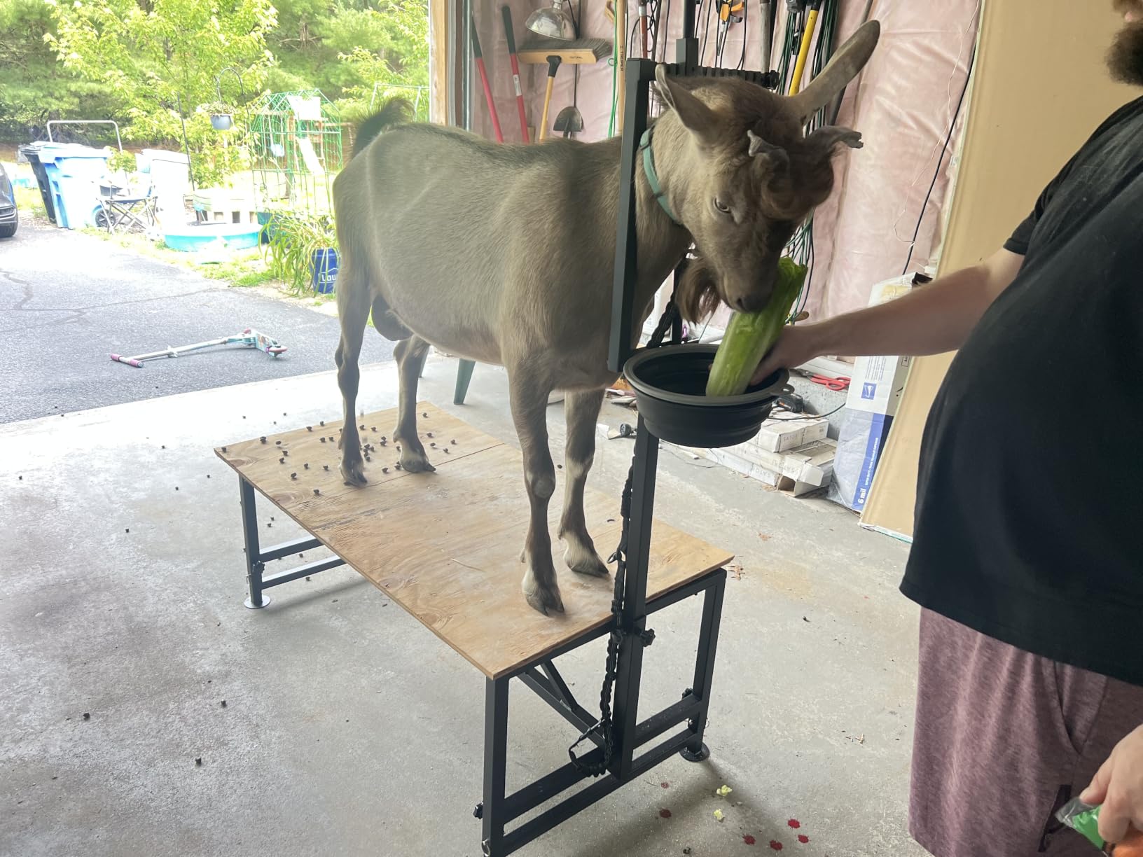 600 LBs Goat Stand with Feed Bin, Goat Milking Stand for Sheep Trimming and Milking, Hoof Trimming Stand Adjustable Size, with Feeder, Iron Black customer photo 1
