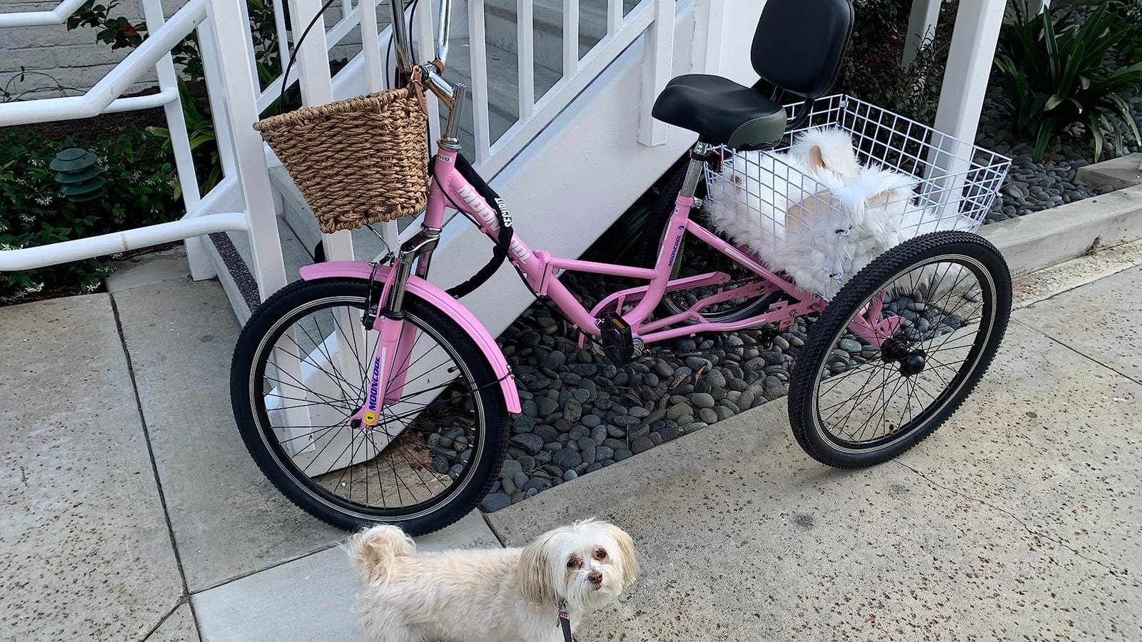 LILYPELLE Adult Folding Tricycles, 7 Speed Folding Adult Trikes, 20/24/26 inch 3 Wheels Bikes with Low Step-Through, Large Basket, Foldable Tricycle for Adults, Women, Men, Seniors customer photo 1