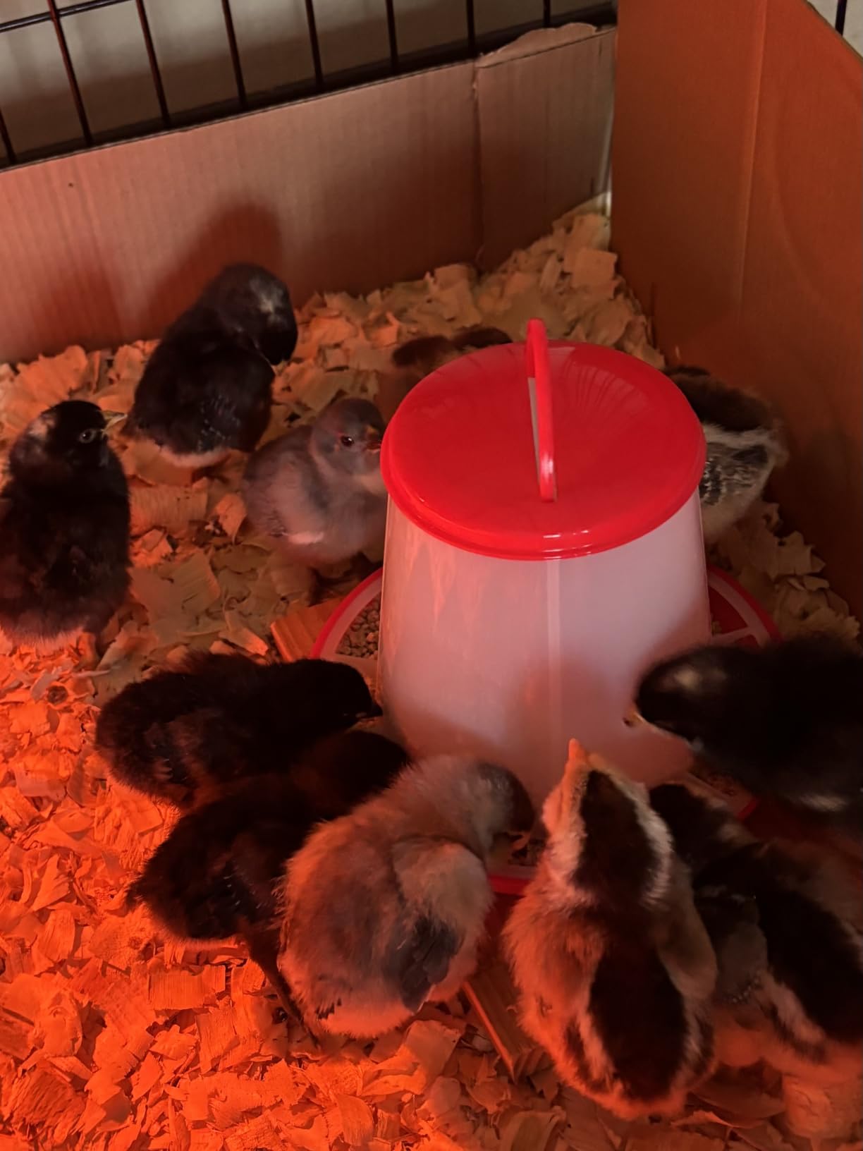 Incubators for Hatching Eggs 12 Egg Incubator with Automatic Egg Turning and Humidity Control, Egg Candler, Auto Water Replenishment, for Chicken Eggs and Quail Egg M12H customer photo 1