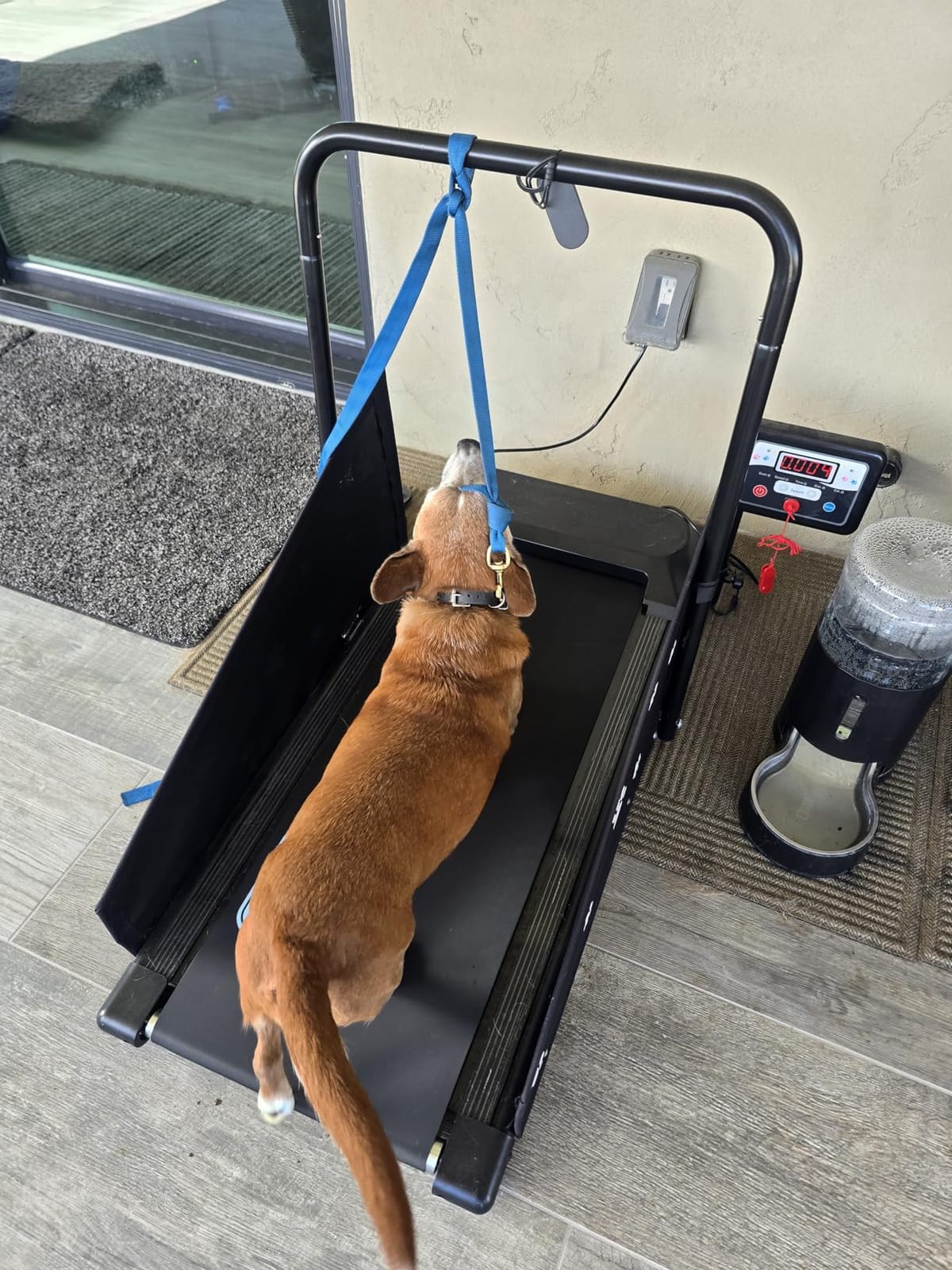 CIIHI Dog Treadmill for Medium Small Dogs - 265lbs Weight Capacity Pet Running Machine with 360° Rotatable Display - 2 in 1 Treadmill for Pet Fitness with Move Wheels and Remote Control customer photo 1