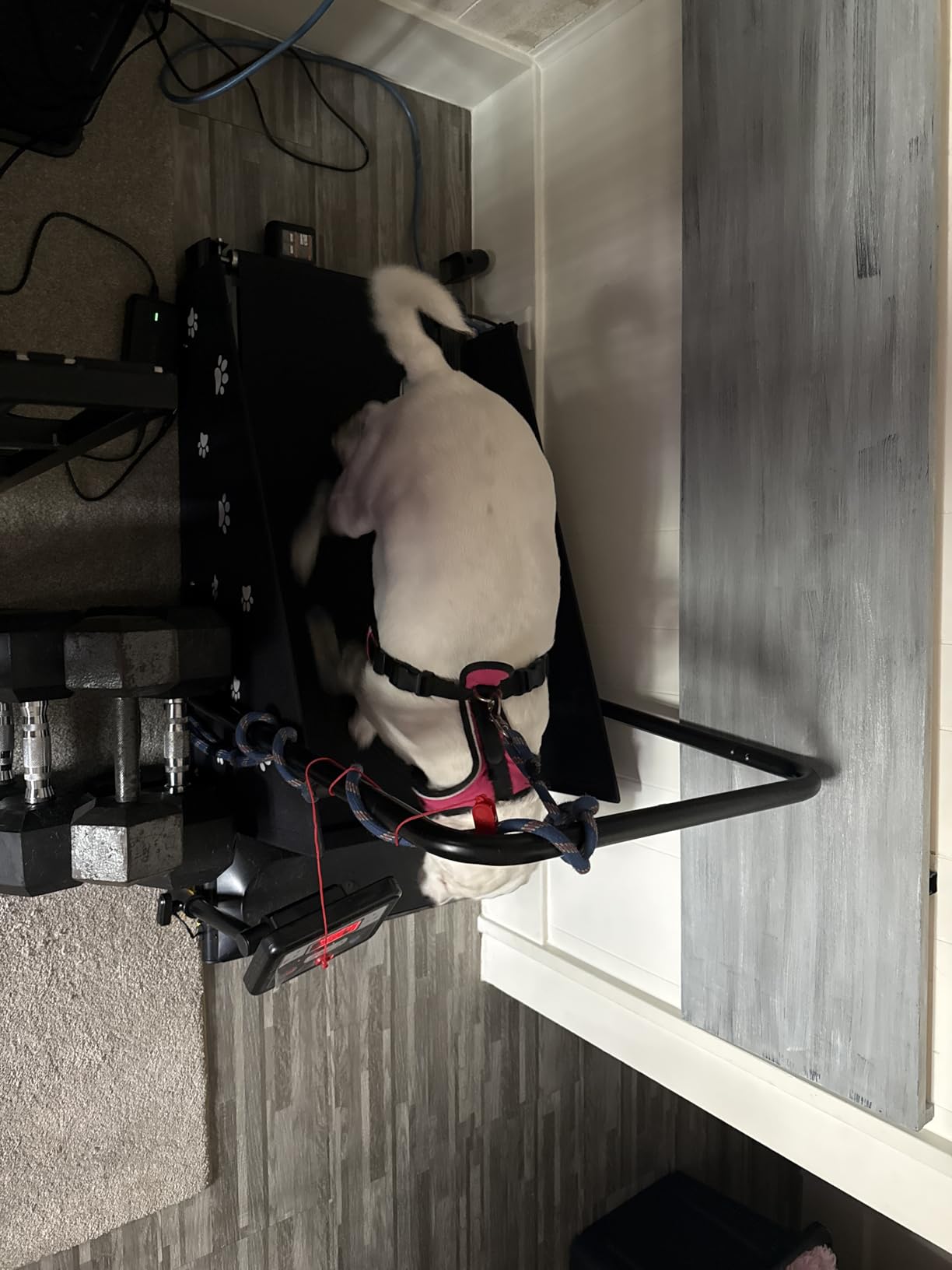 CIIHI Dog Treadmill for Medium Small Dogs - 265lbs Weight Capacity Pet Running Machine with 360° Rotatable Display - 2 in 1 Treadmill for Pet Fitness with Move Wheels and Remote Control customer photo 2