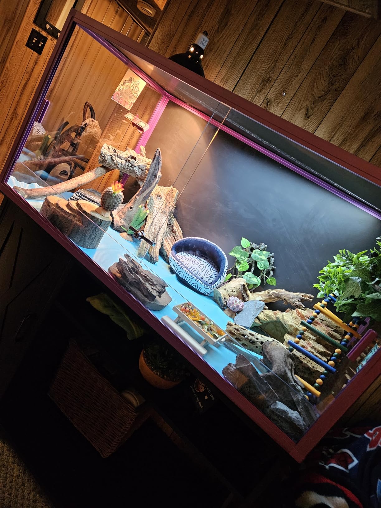 REPTI ZOO 120 Gallon Reptile Terrarium, 4x2x2 ft Light Weight Reptile Enclosure, Colored Reptiles Tank with Tempered Glass Door, Large Aluminum Habitat for Bearded Dragon, Snake, Lizard, Gecko-Green customer photo 2