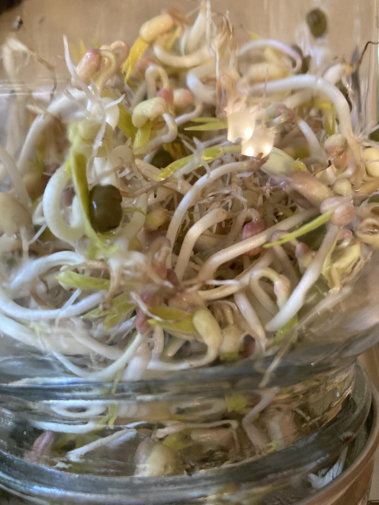2000ml(68oz) LARGE SIZE Seed Sprouting Mason Jar Kit with Stand, Drain Tray customer photo 2