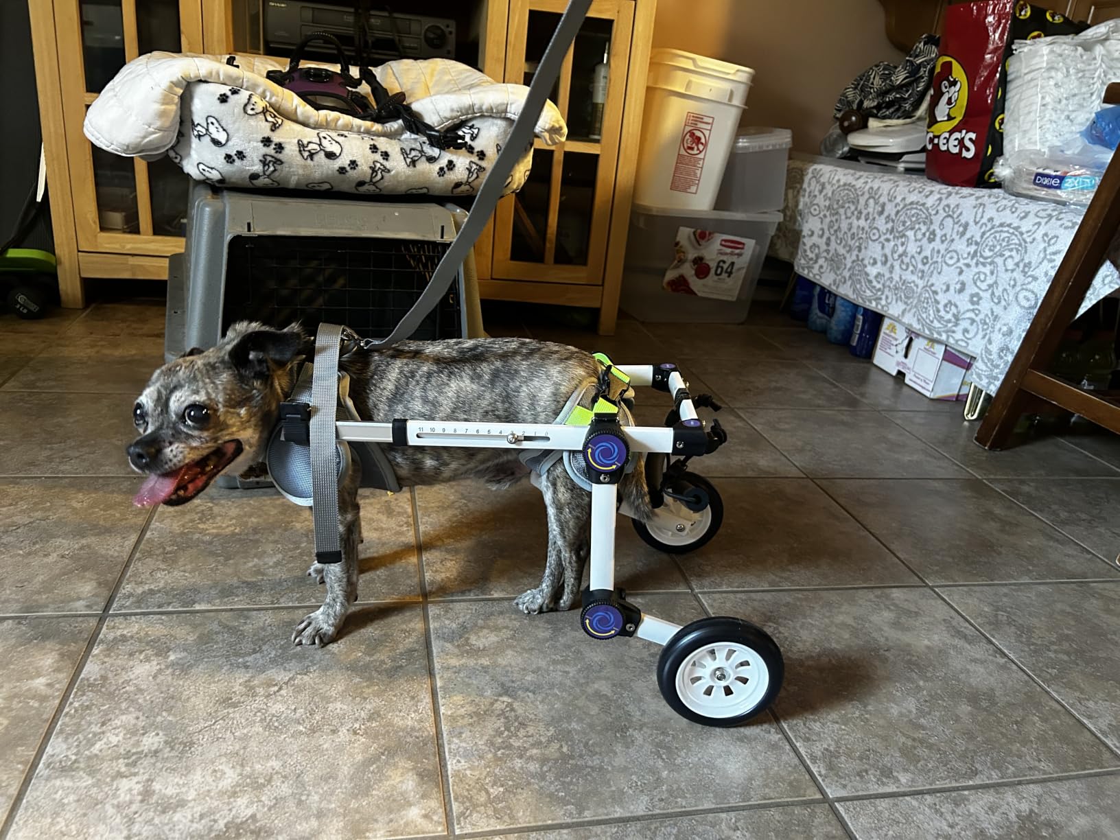 Dog Wheelchair for Back Legs, Adjustable Mobility Cart for Dog | Lightweight Hind Leg Support Wheelchair for Disabled Dog customer photo 1